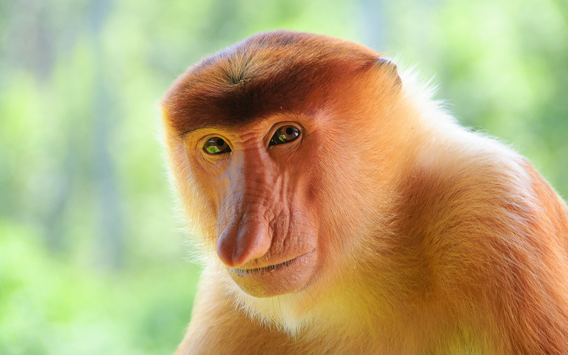 Free Monkey high quality background ID:128045 for hd 1920x1200 PC