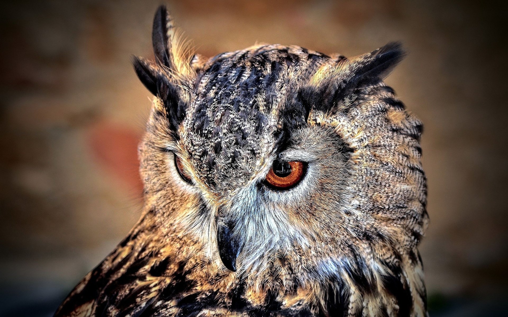 Download hd 1920x1200 Owl PC background ID:237143 for free