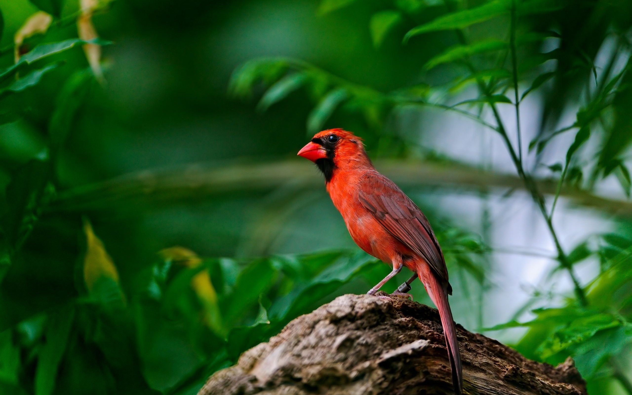 Awesome Cardinal free wallpaper ID:24669 for hd 2560x1600 PC