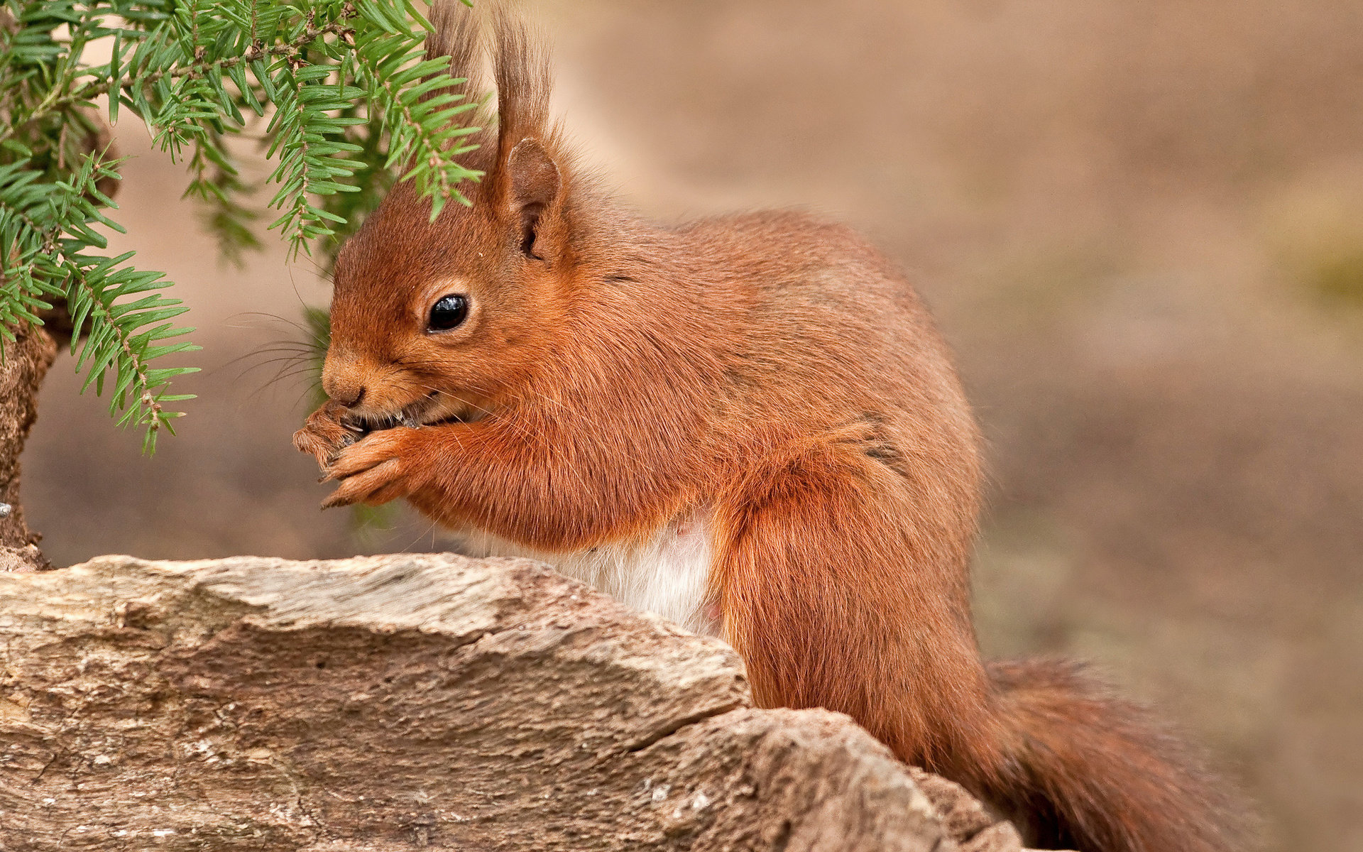 Free download Squirrel background ID:311639 hd 1920x1200 for desktop