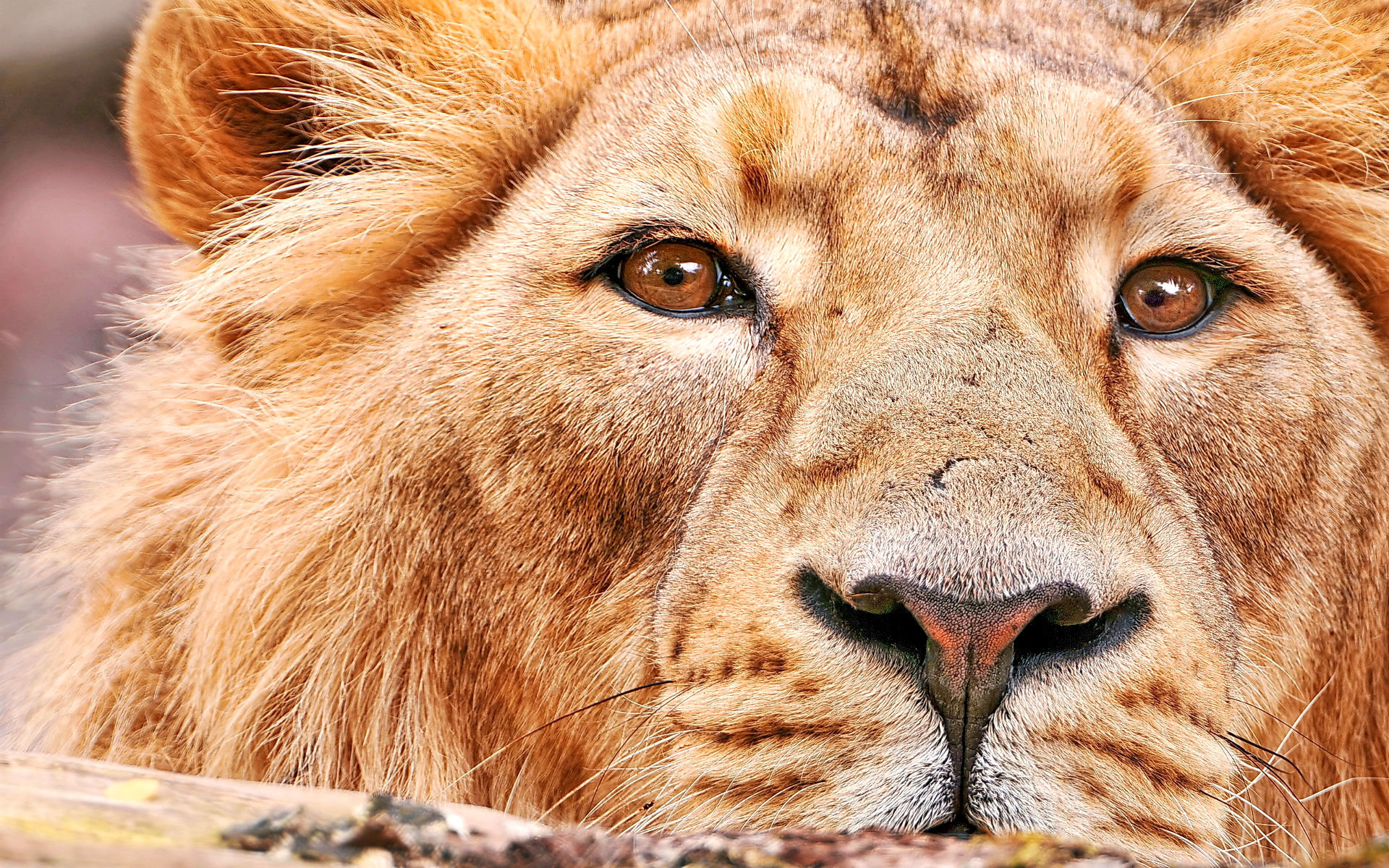 Best Lion background ID:256058 for High Resolution hd 1920x1200 PC