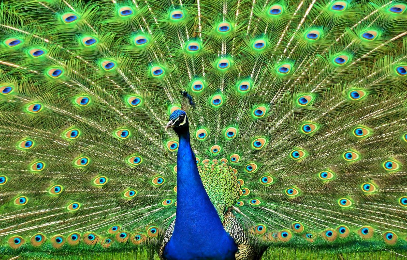 Awesome Peacock free background ID:151815 for hd 1600x1024 desktop