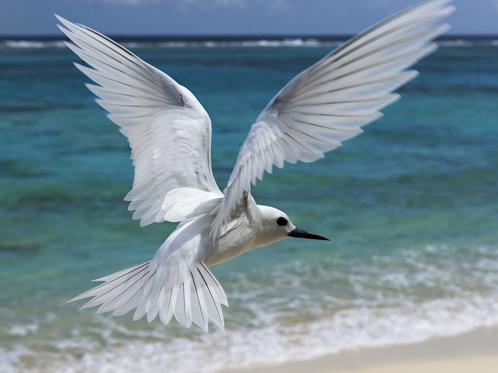 Download hd 1600x1200 Seagull desktop background ID:66836 for free