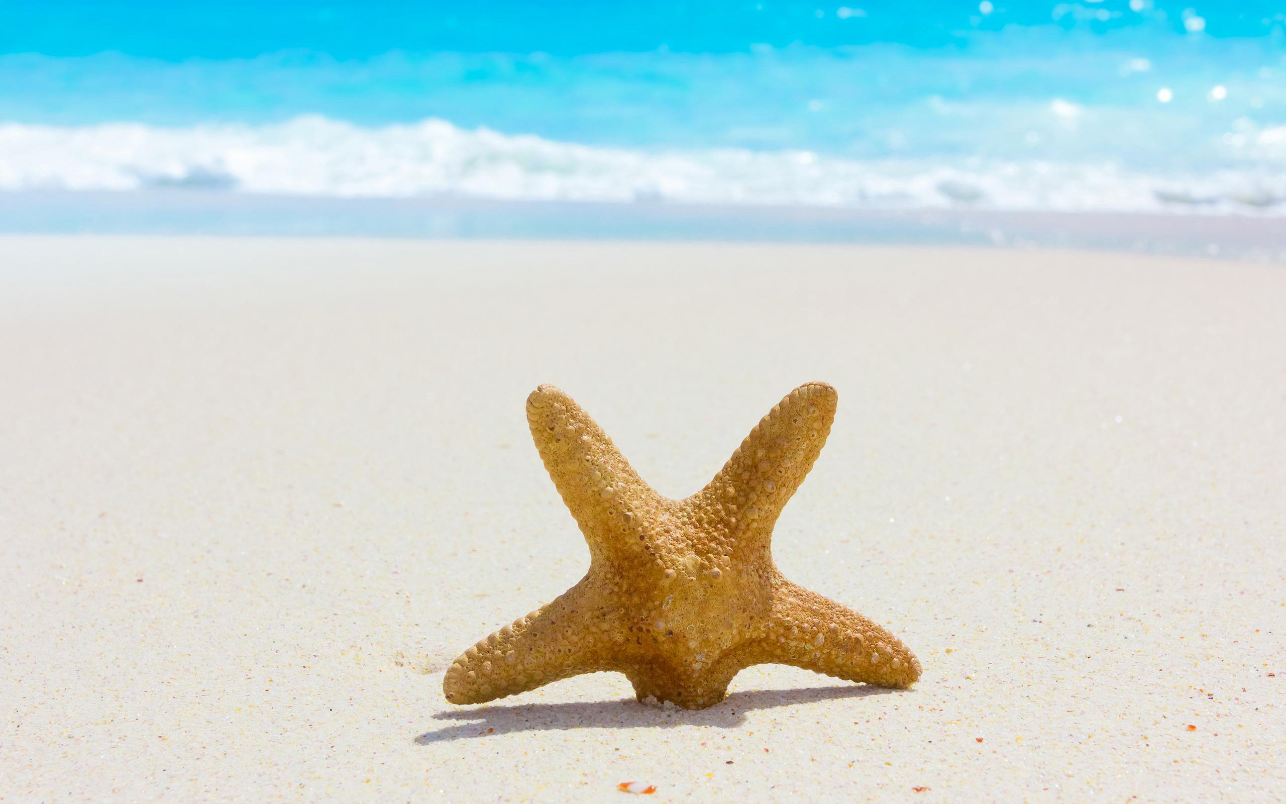 Download hd 2560x1600 Starfish PC background ID:29718 for free