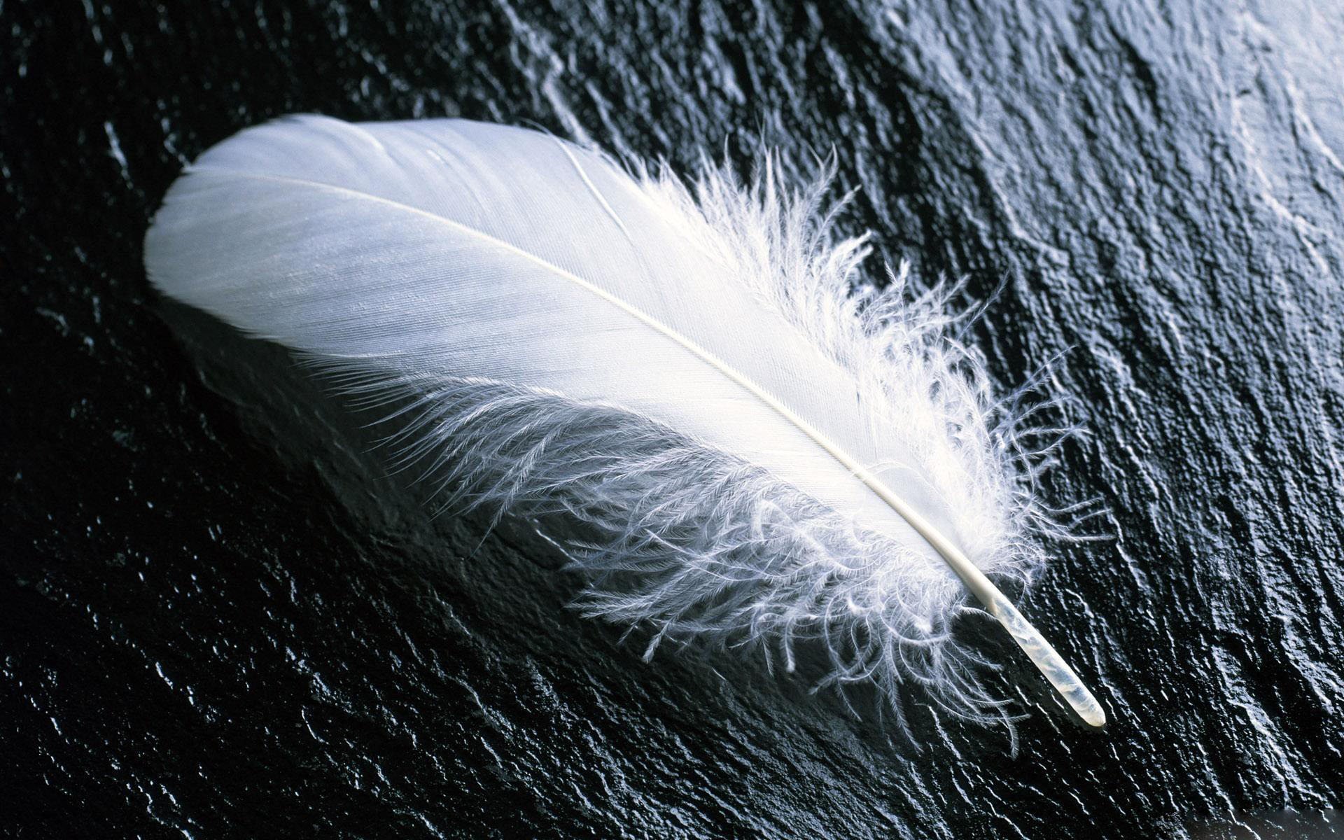 High resolution Feather hd 1920x1200 wallpaper ID:460547 for PC