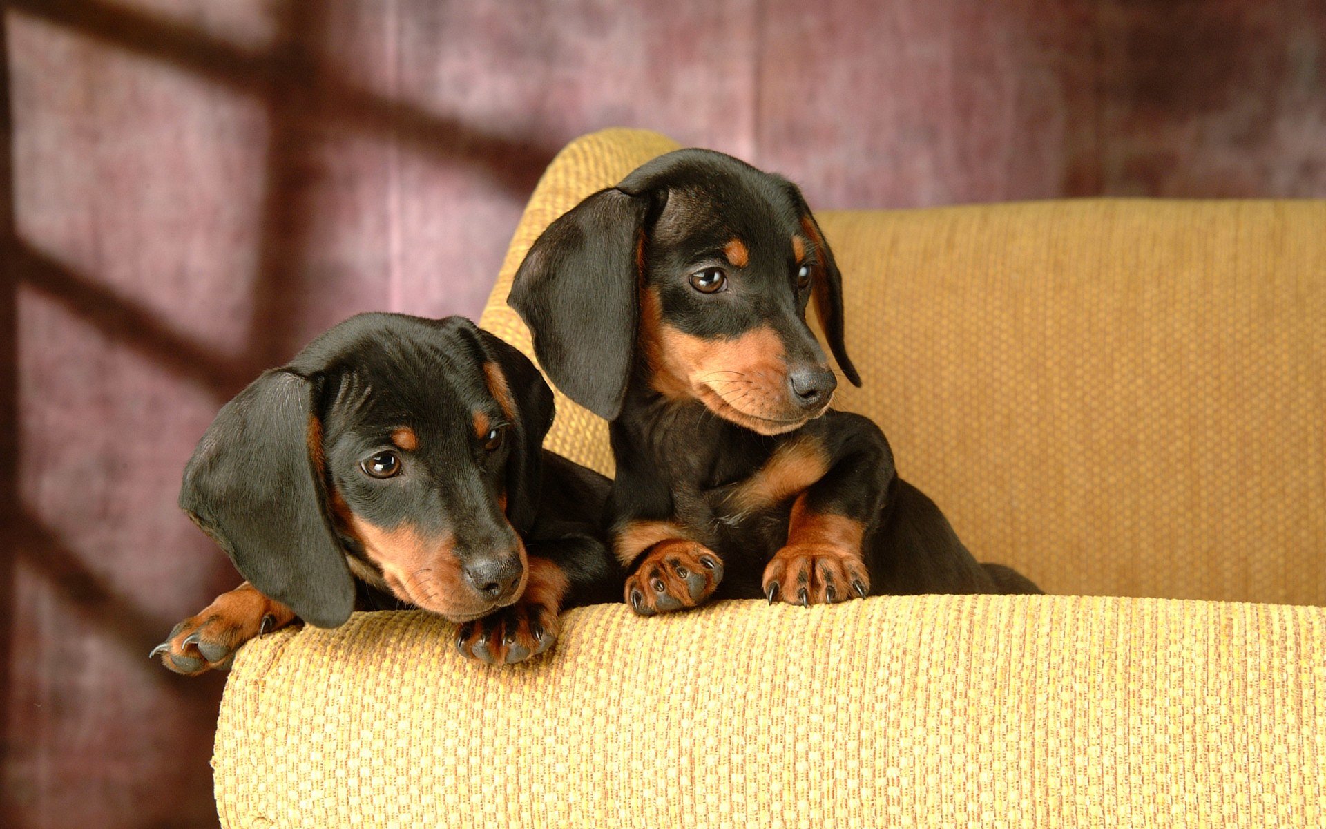 Download hd 1920x1200 Dachshund PC wallpaper ID:310486 for free