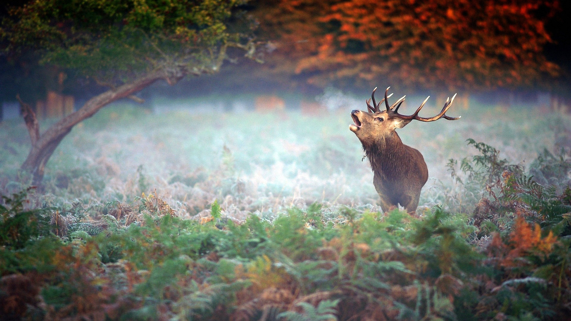 Free Deer high quality background ID:238707 for full hd 1080p desktop
