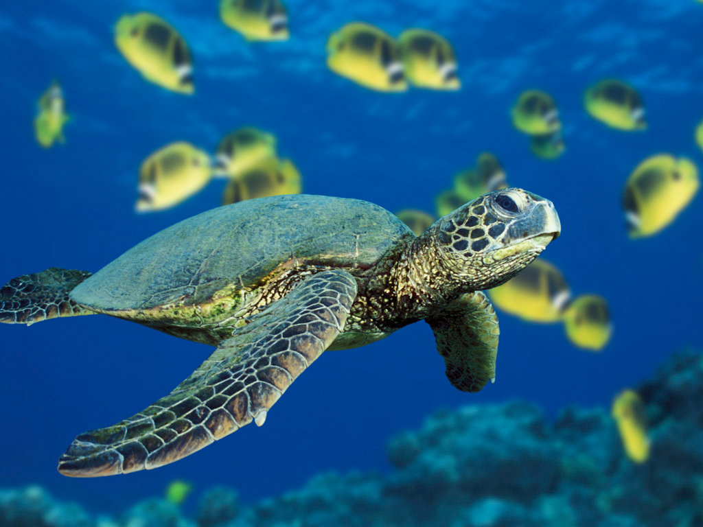 Awesome Turtle free background ID:29751 for hd 1024x768 desktop