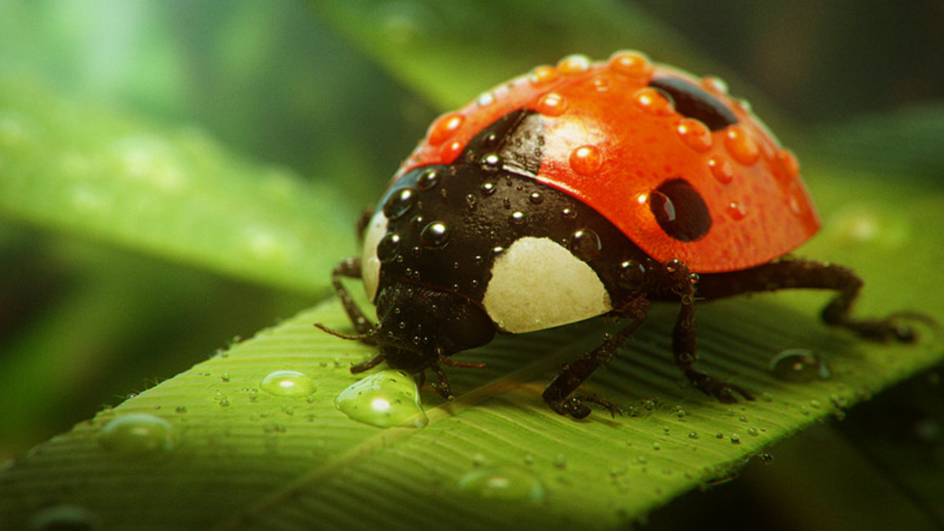 Free Ladybug high quality background ID:270460 for full hd computer