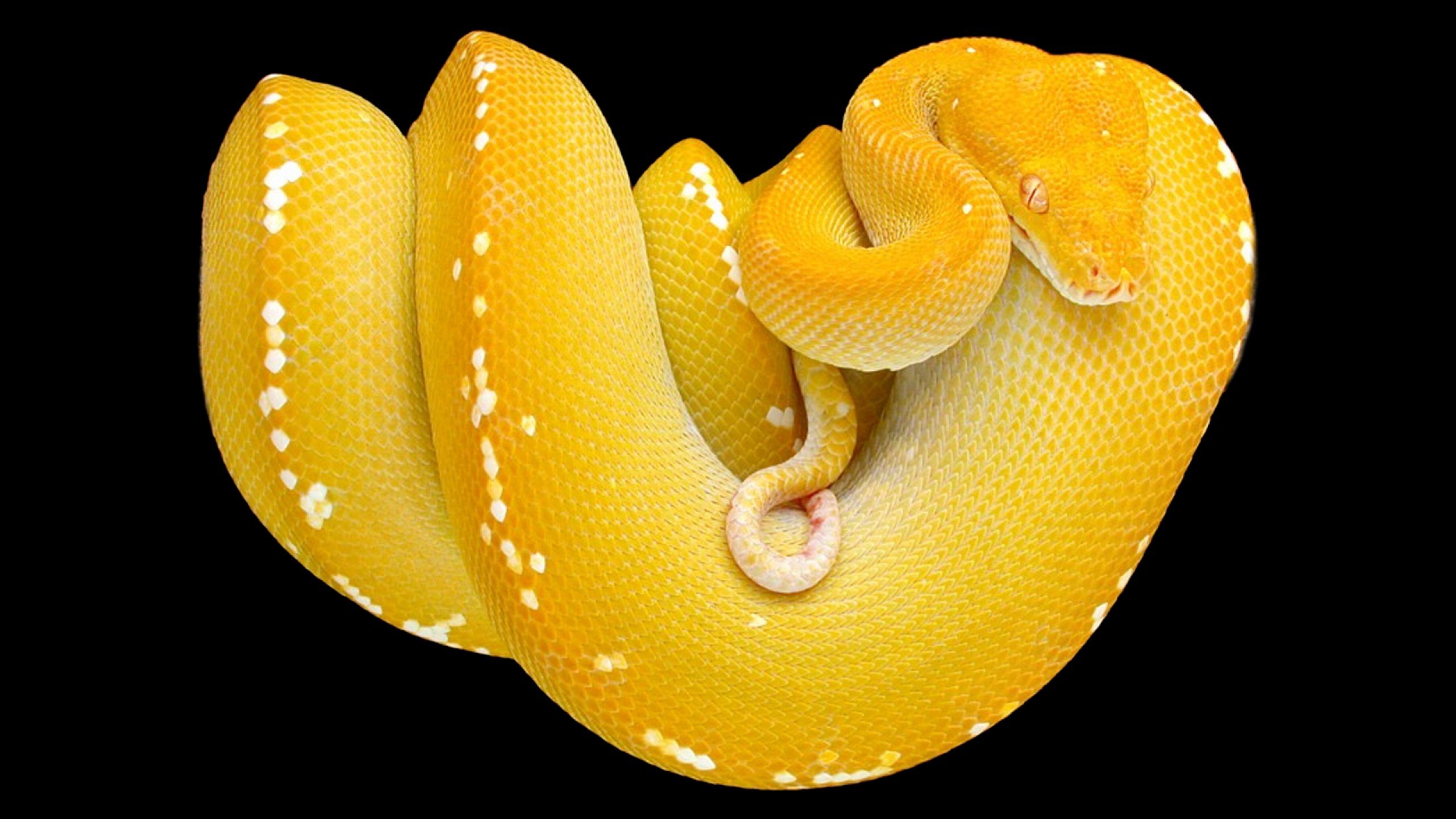 Free download Python wallpaper ID:52985 hd 2560x1440 for computer