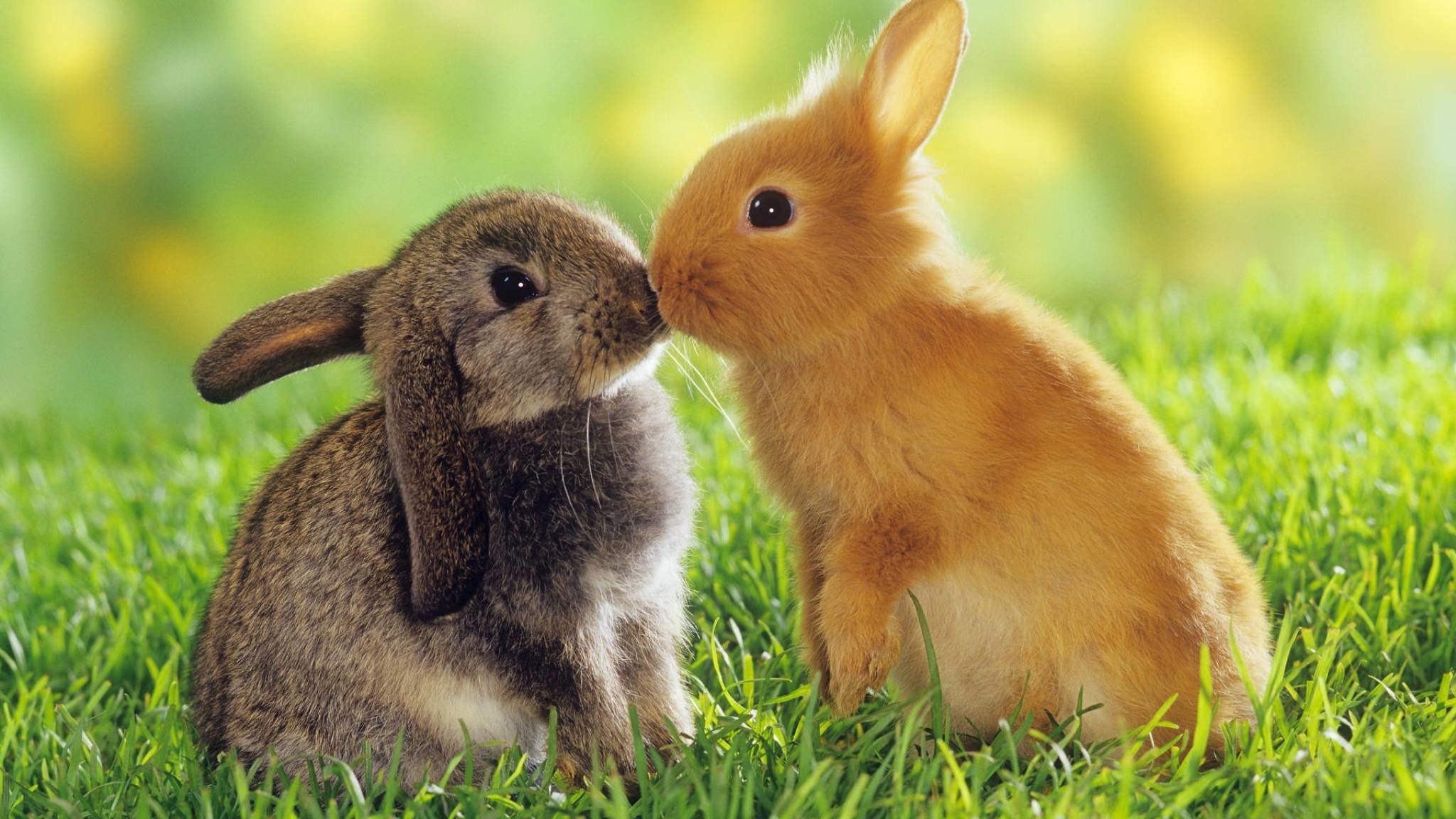 Download hd 2048x1152 Rabbit & Bunny computer background ID:248985 for free