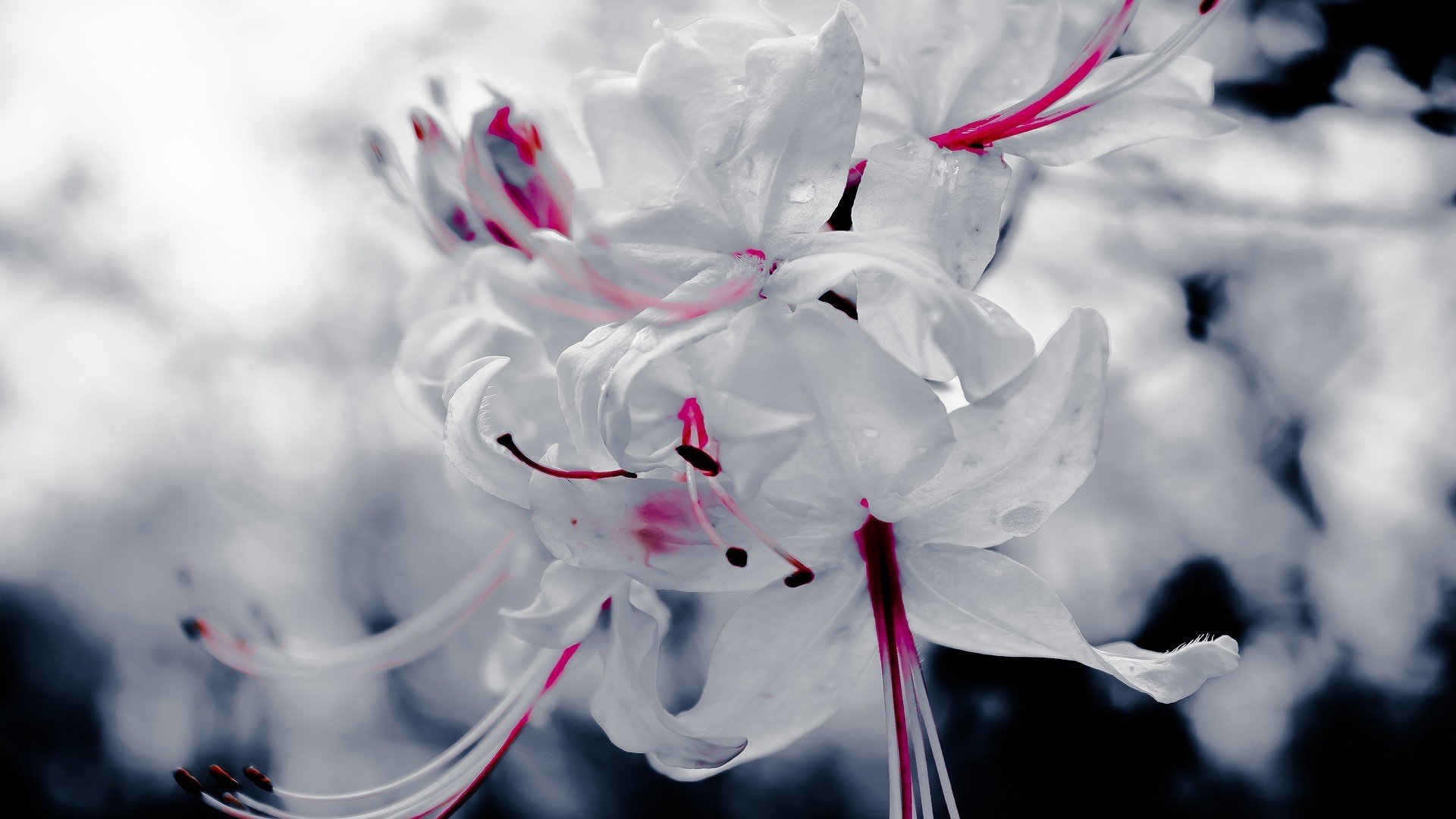 High resolution Blossom hd 1080p wallpaper ID:333020 for desktop