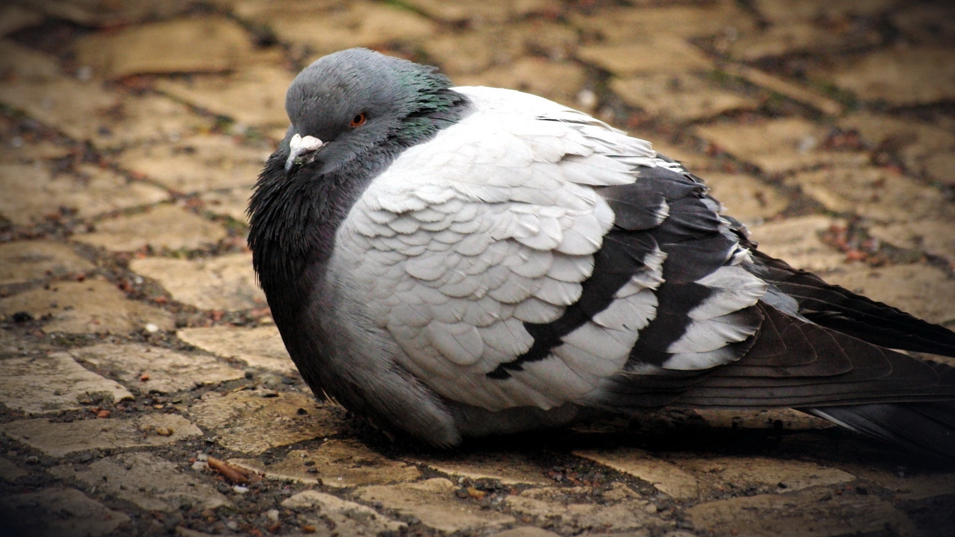 High resolution Pigeon full hd 1080p background ID:212327 for desktop