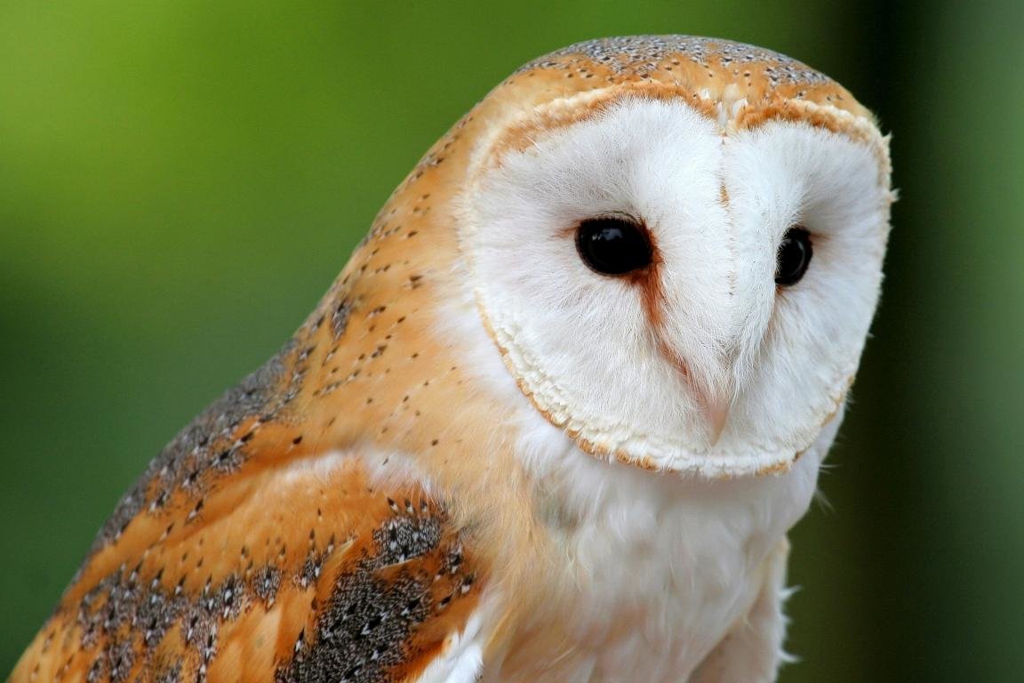Free Barn Owl high quality background ID:81563 for hd 1152x768 computer