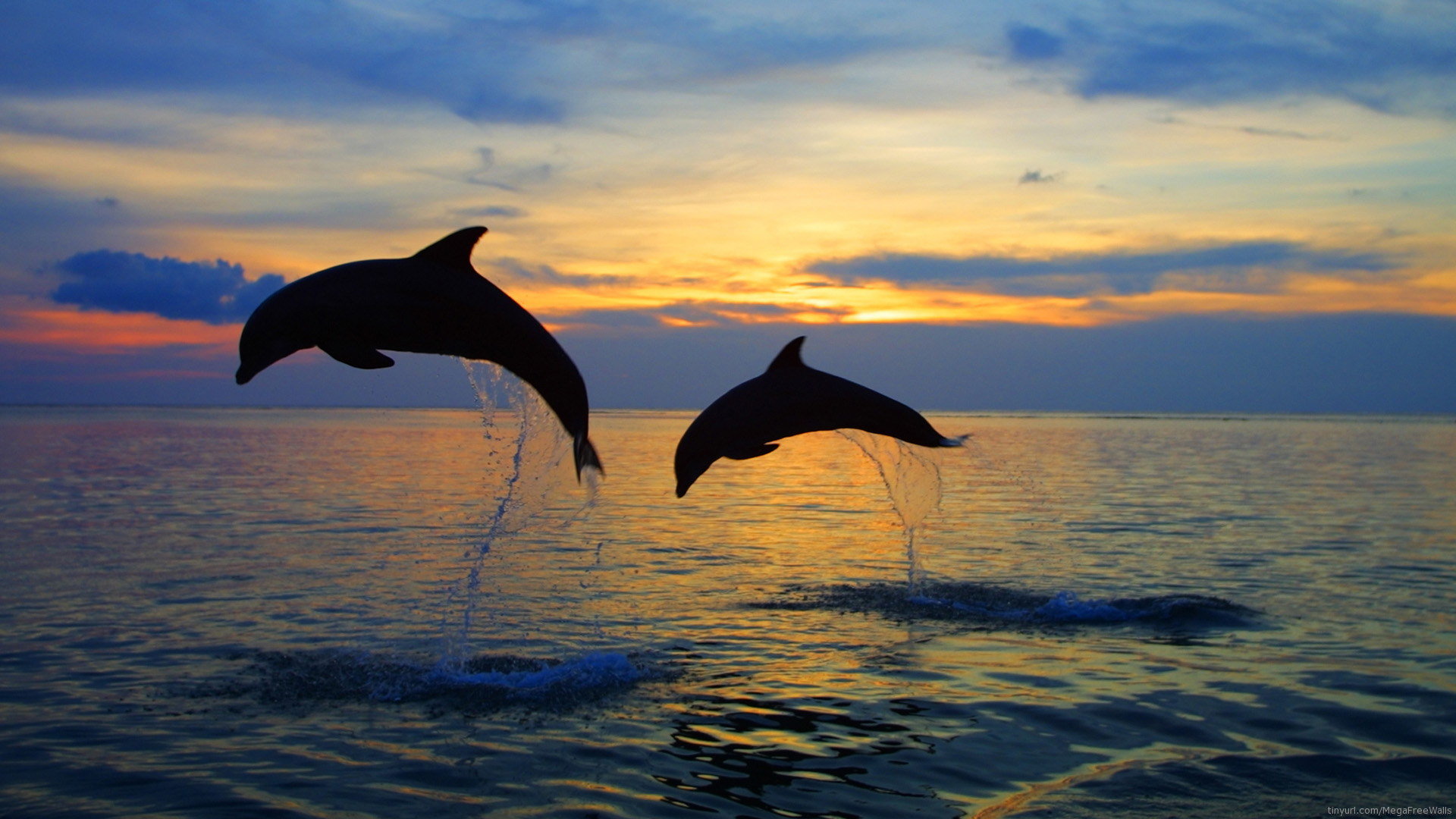 Best Dolphin background ID:248333 for High Resolution full hd desktop