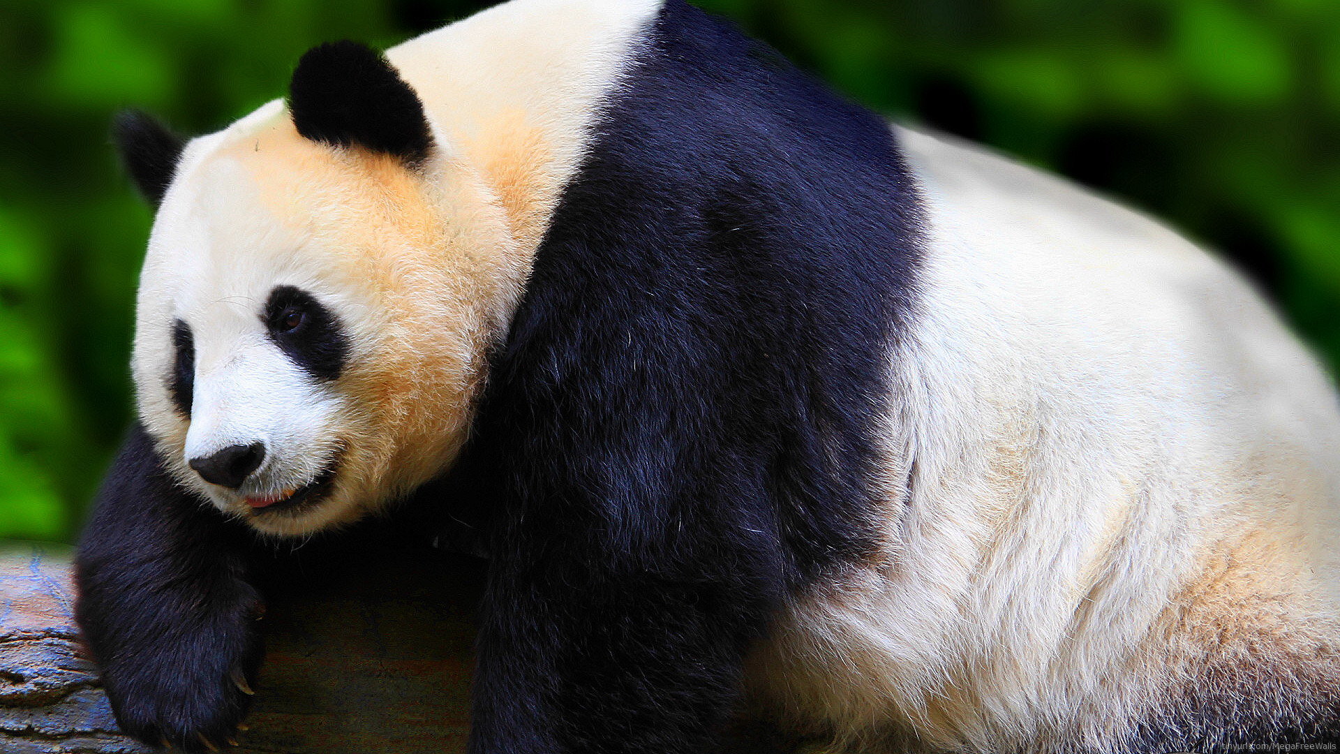 Awesome Panda free wallpaper ID:300573 for 1080p computer