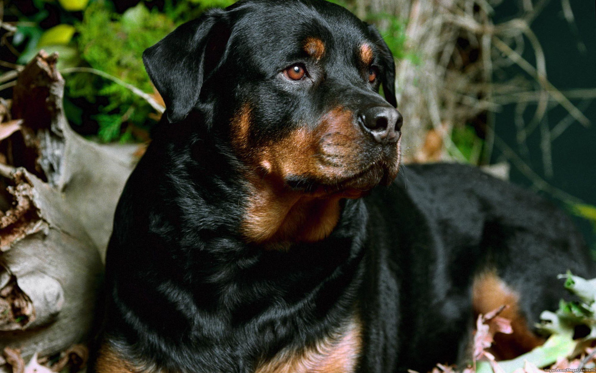 Download hd 1920x1200 Rottweiler computer background ID:68571 for free