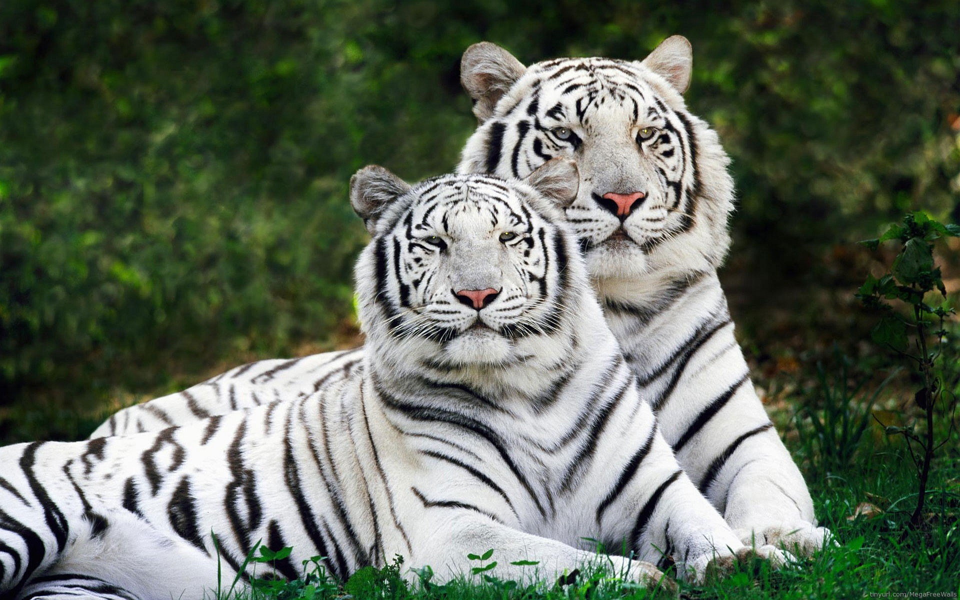 Awesome White Tiger free background ID:174839 for hd 1920x1200 PC