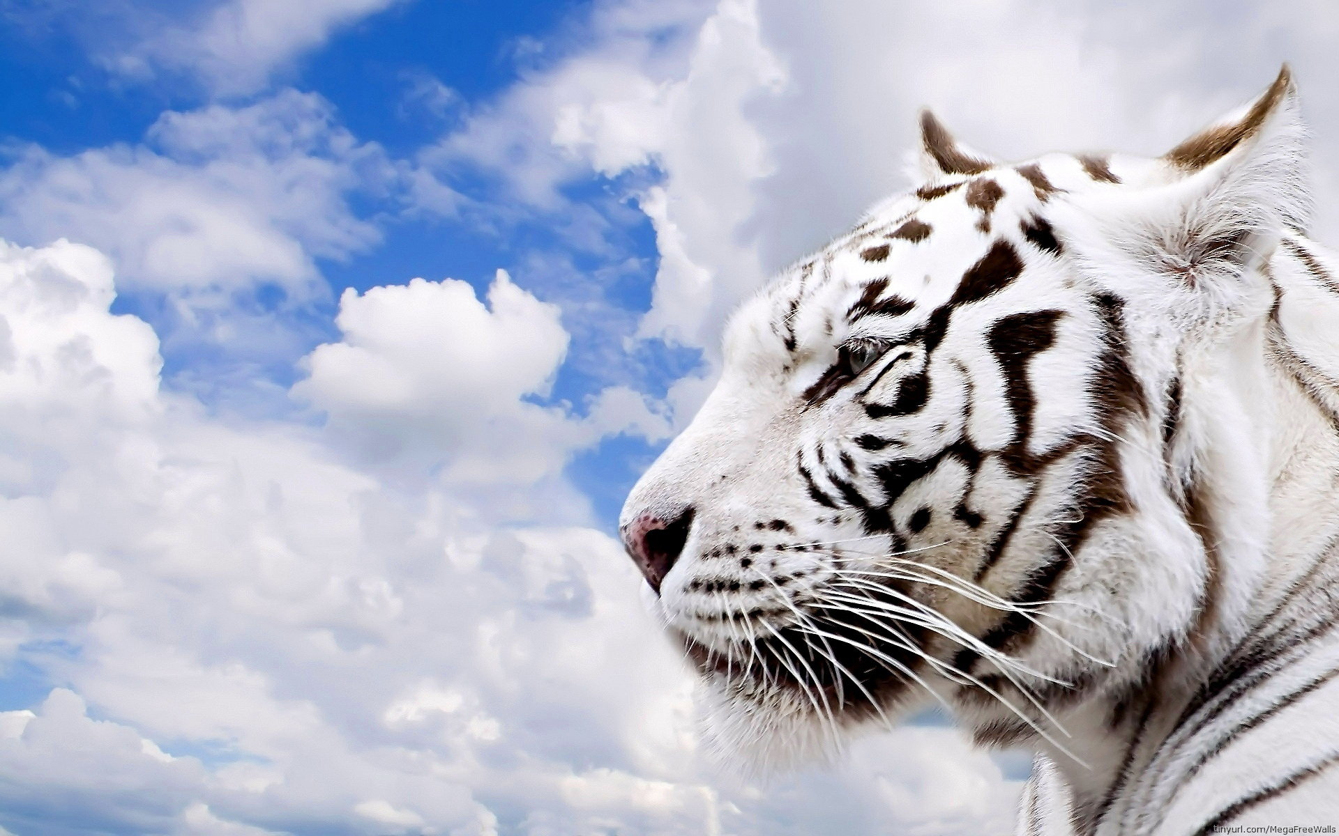 Best White Tiger background ID:174879 for High Resolution hd 1920x1200 PC