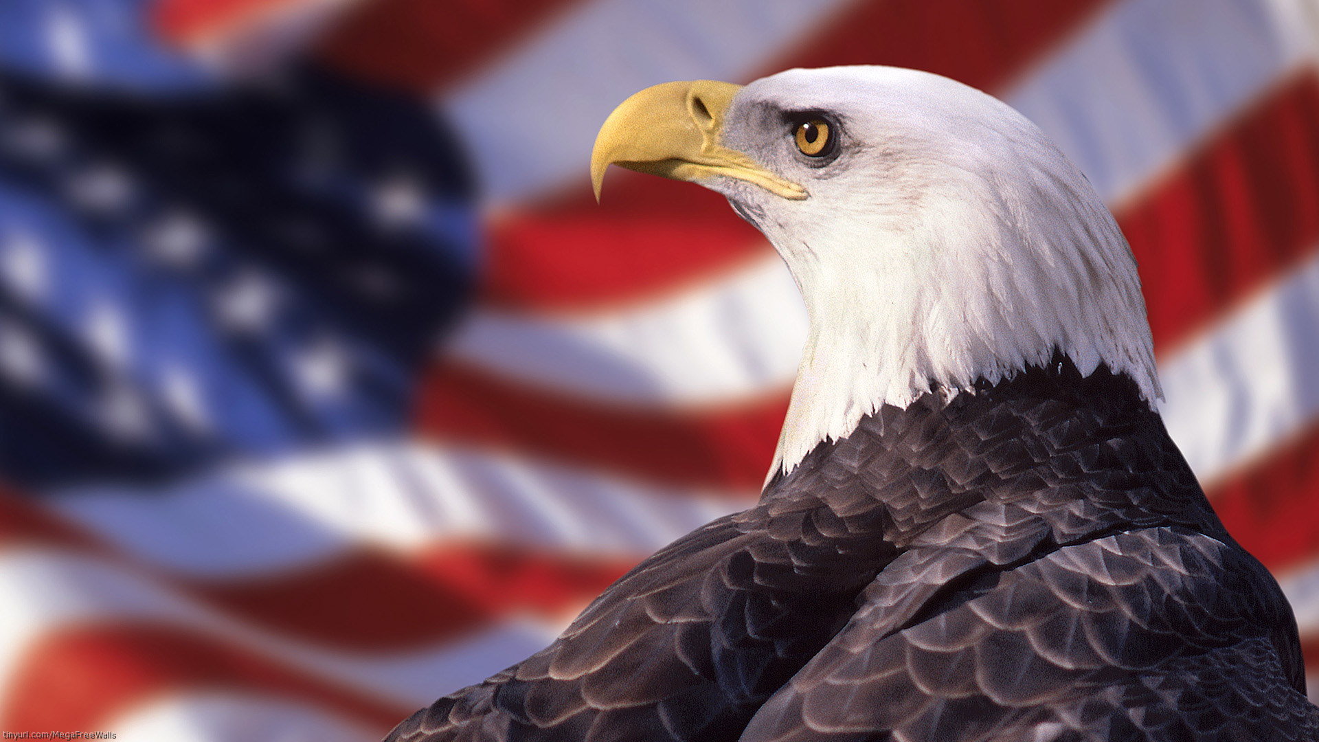 Best American Bald Eagle wallpaper ID:68600 for High Resolution 1080p PC