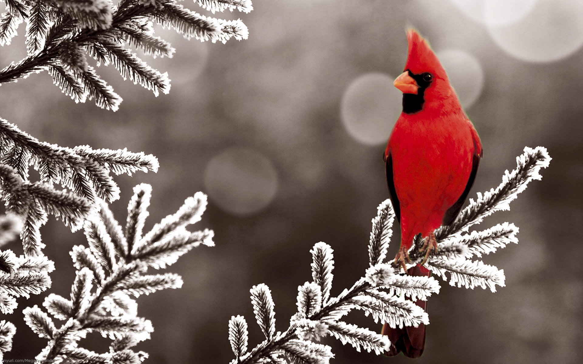 Awesome Cardinal free wallpaper ID:24661 for hd 1920x1200 desktop