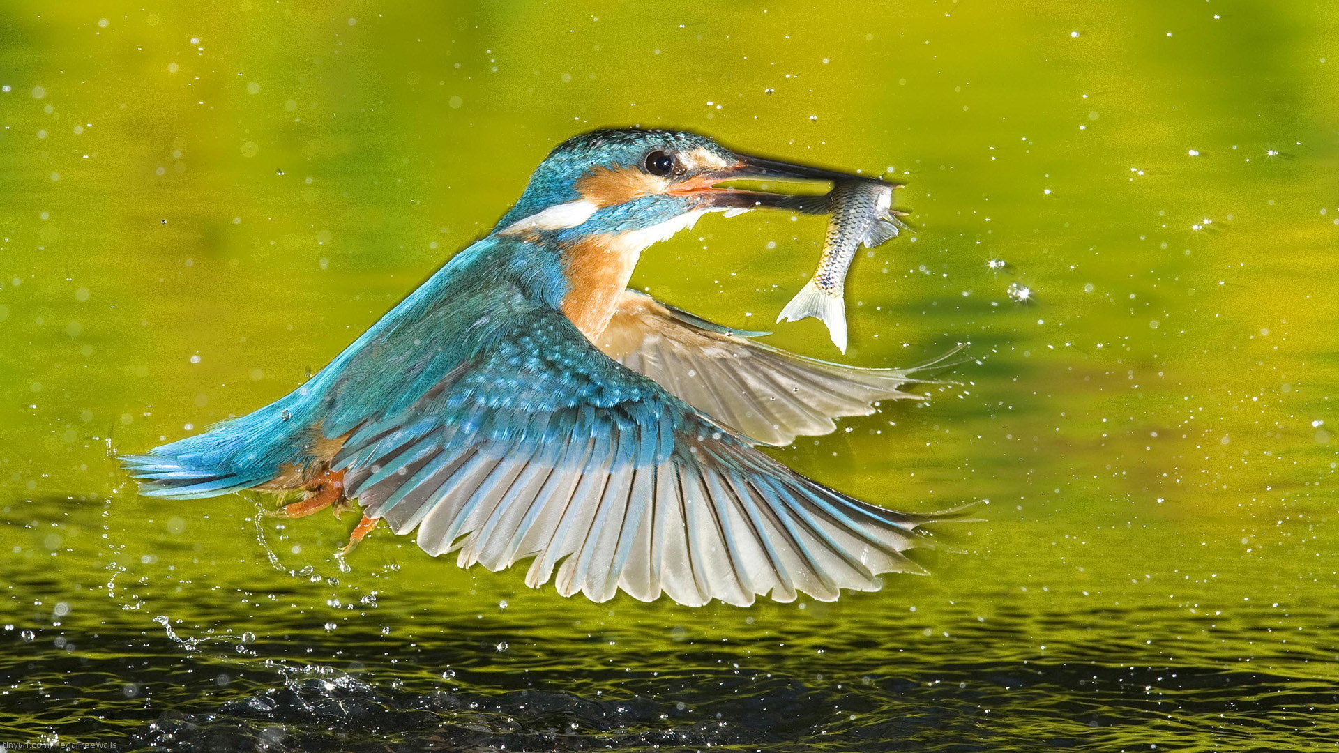 Best Kingfisher wallpaper ID:311310 for High Resolution full hd 1920x1080 computer