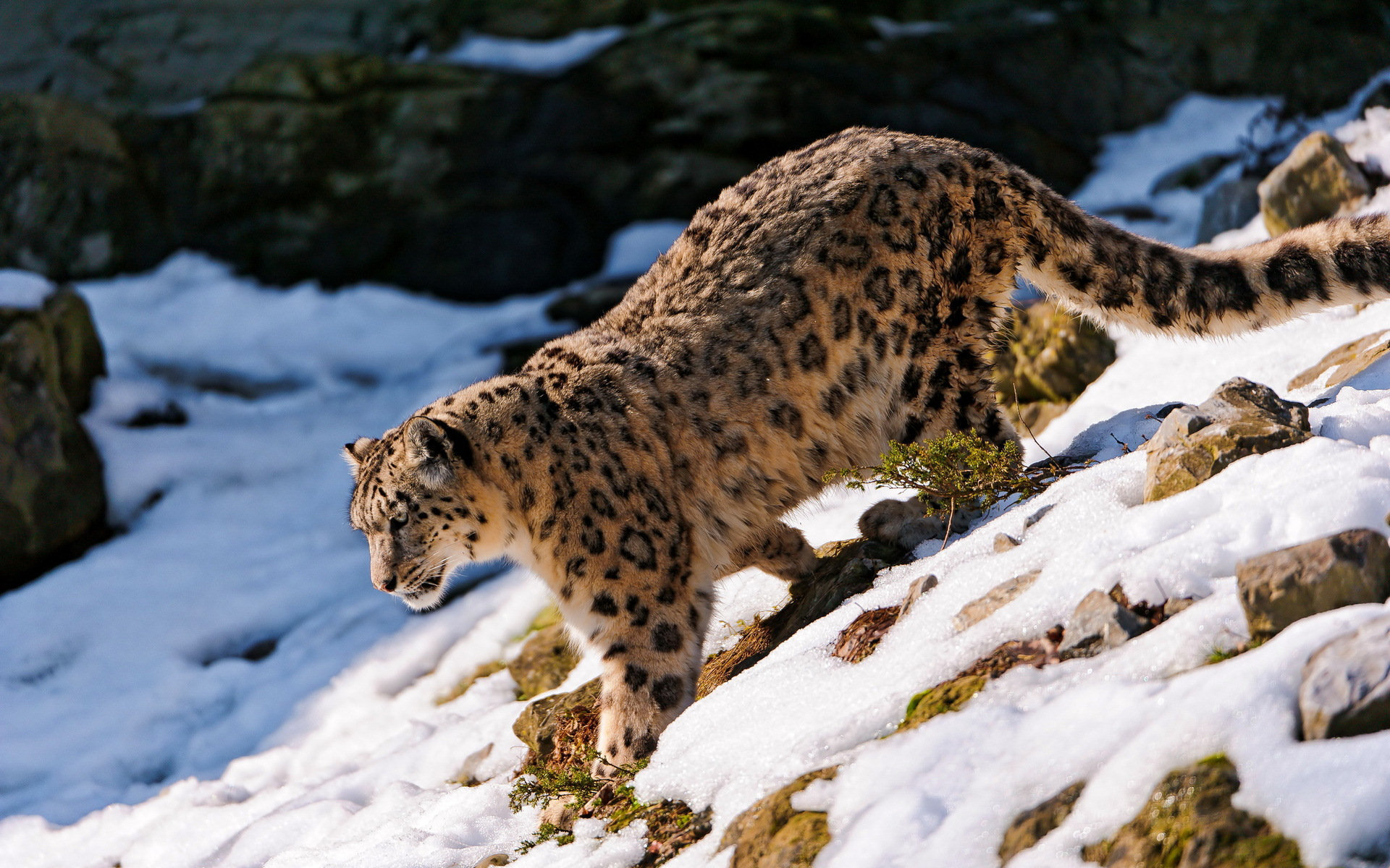 Free Snow Leopard high quality background ID:34341 for hd 1920x1200 desktop