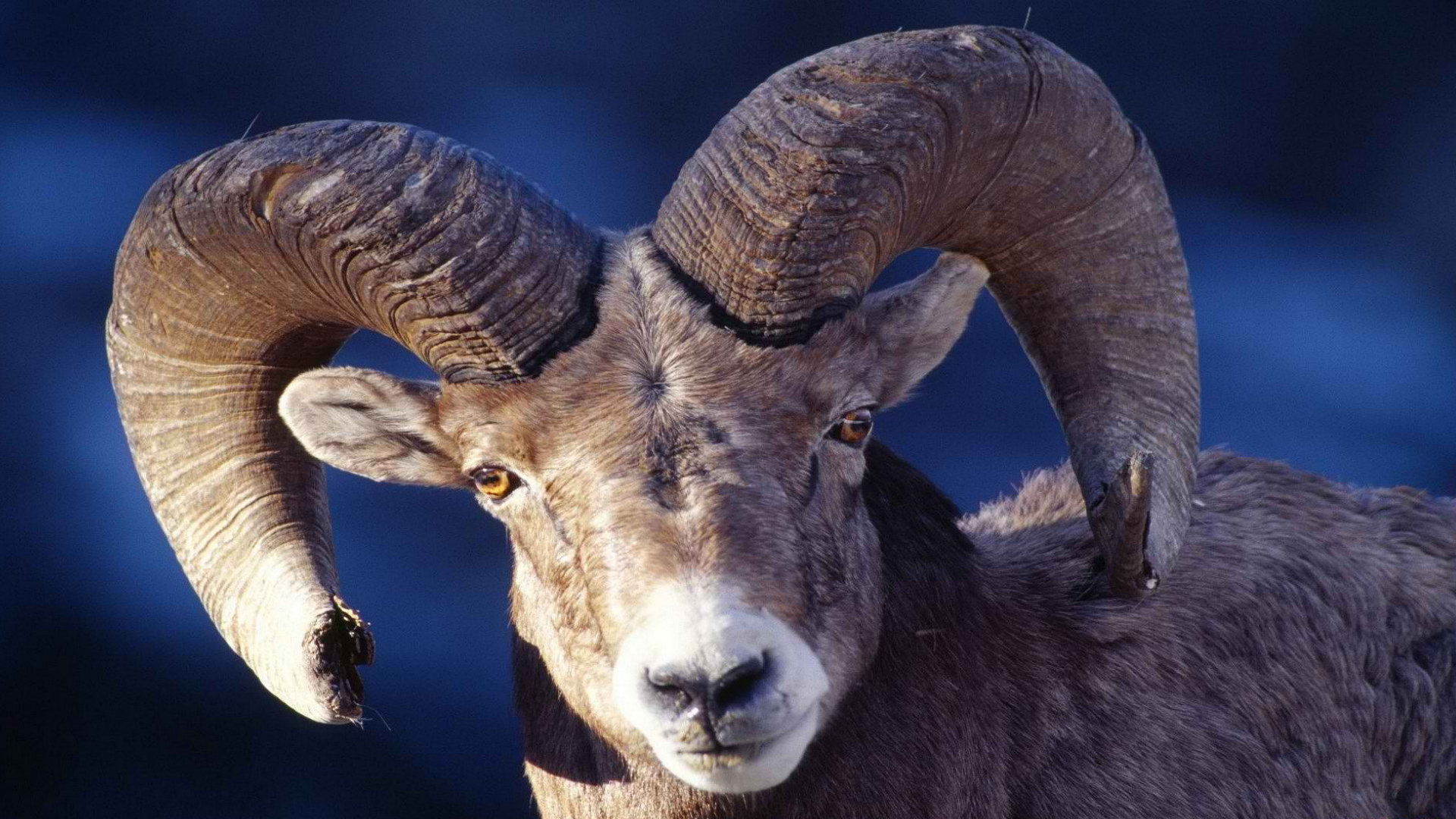 Download full hd 1080p Bighorn Sheep computer background ID:445221 for free