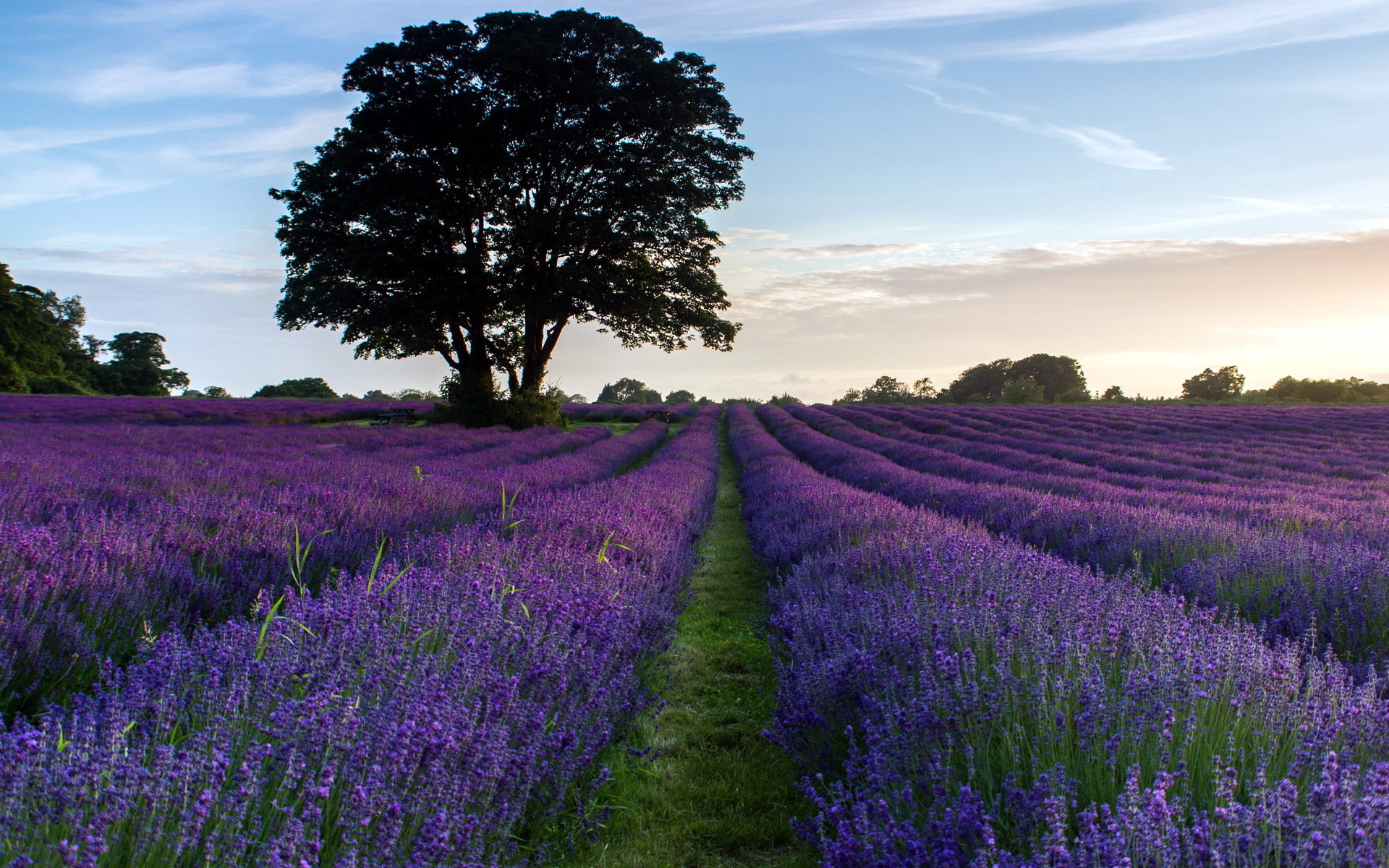 Awesome Lavender free wallpaper ID:67451 for hd 1920x1200 desktop
