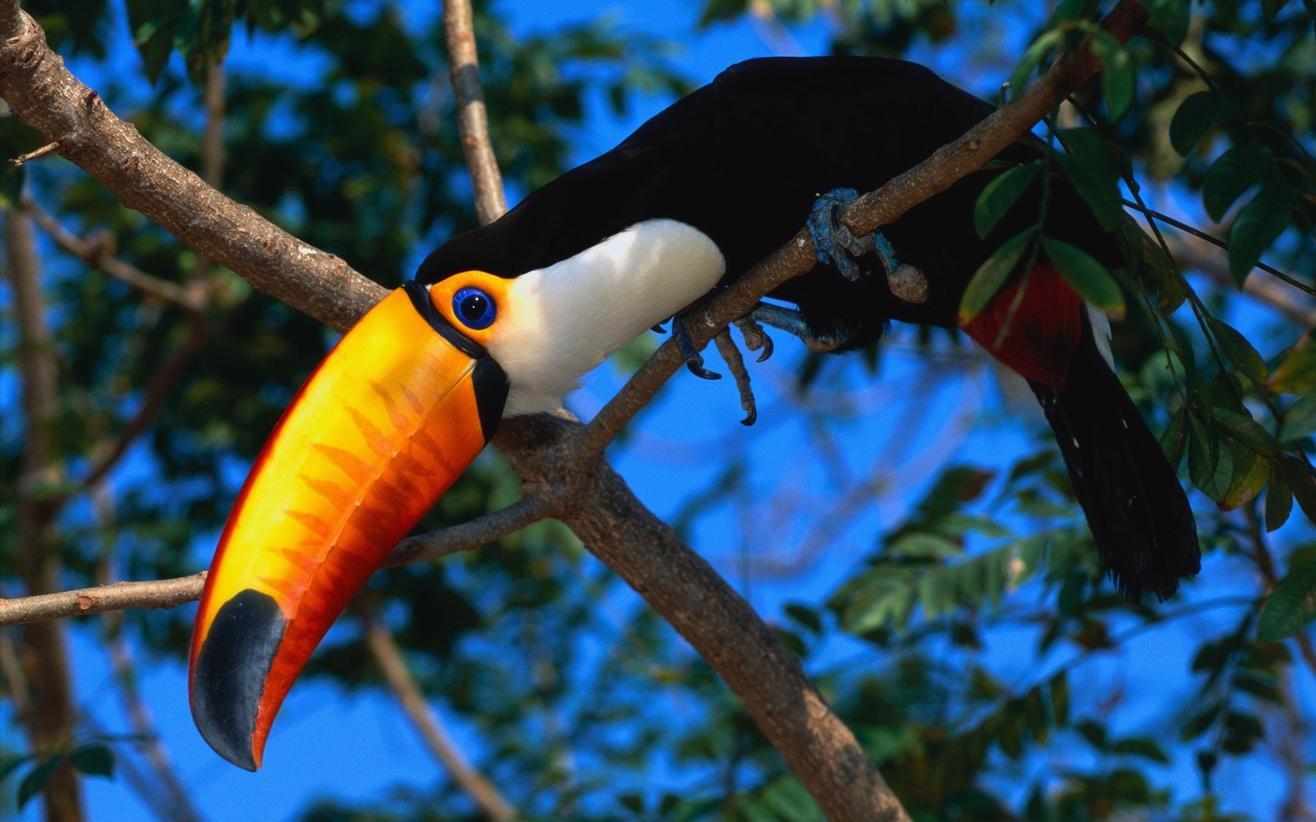 Best Toucan background ID:57312 for High Resolution hd 1920x1200 PC