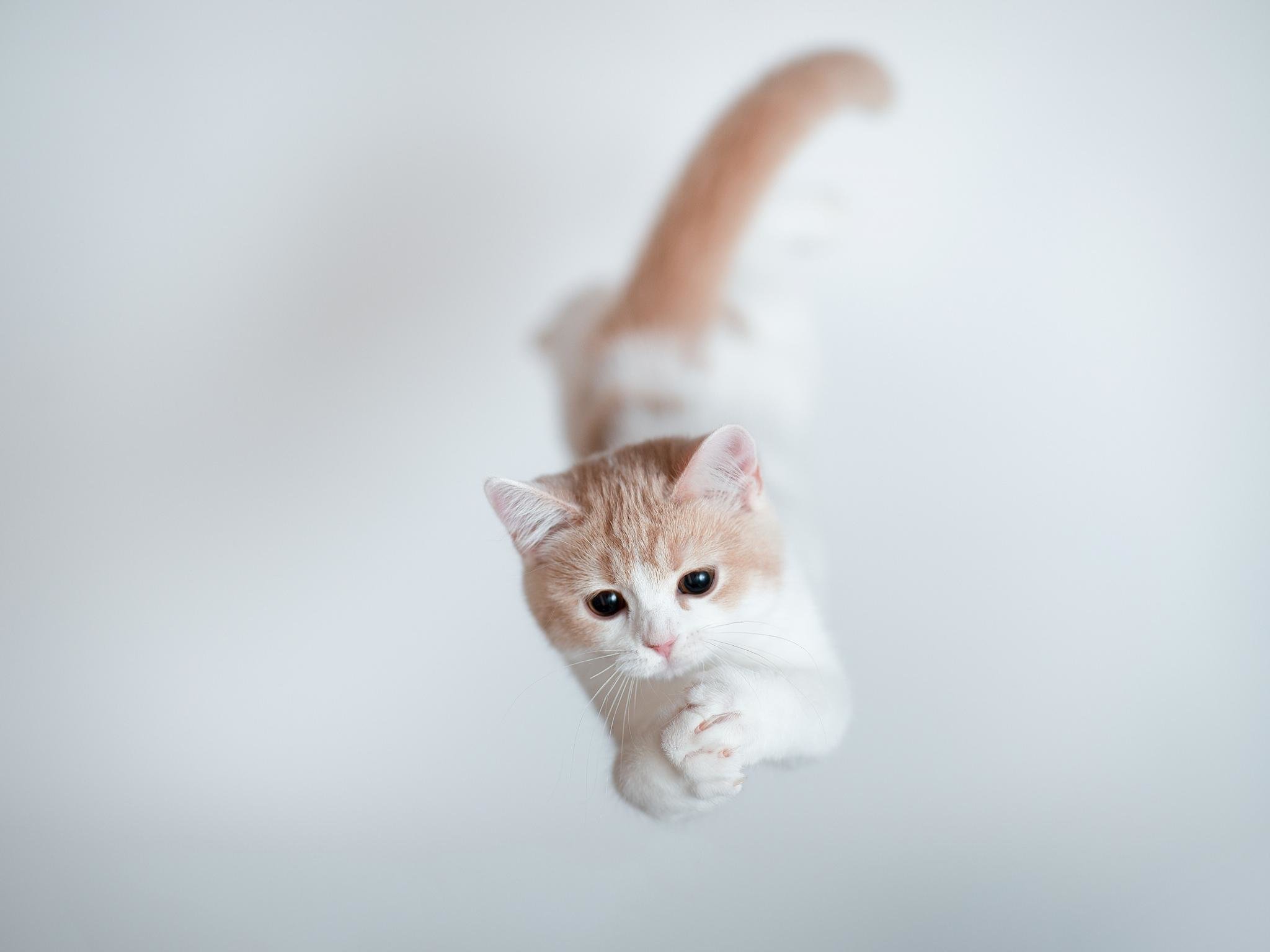Download hd 2048x1536 Kitten computer background ID:428012 for free