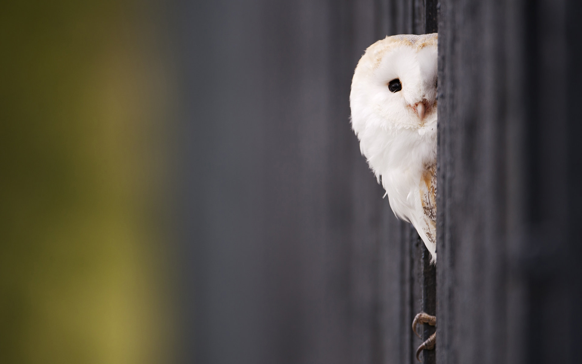 Free Barn Owl high quality background ID:81544 for hd 1920x1200 computer