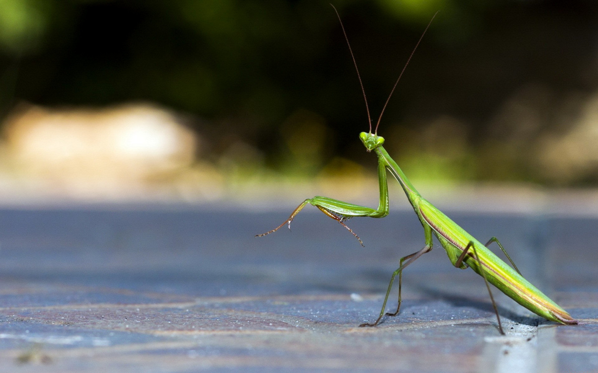 Awesome Praying Mantis free background ID:156423 for hd 1920x1200 PC