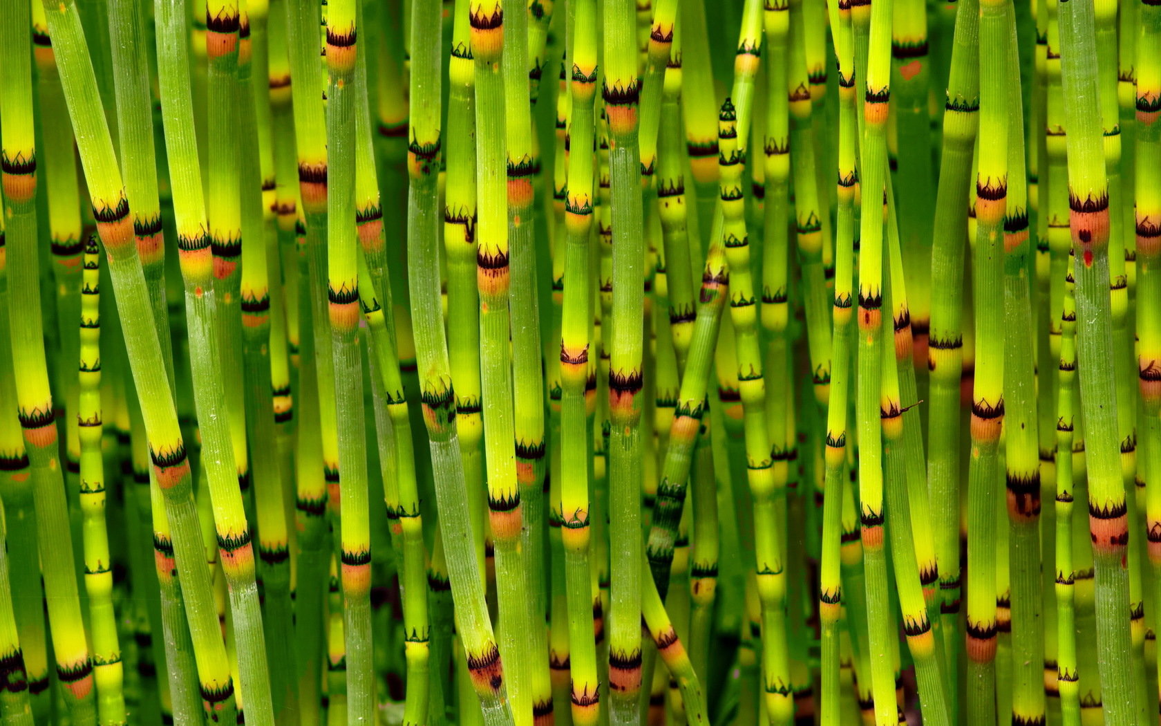 Download hd 1680x1050 Bamboo computer wallpaper ID:246834 for free