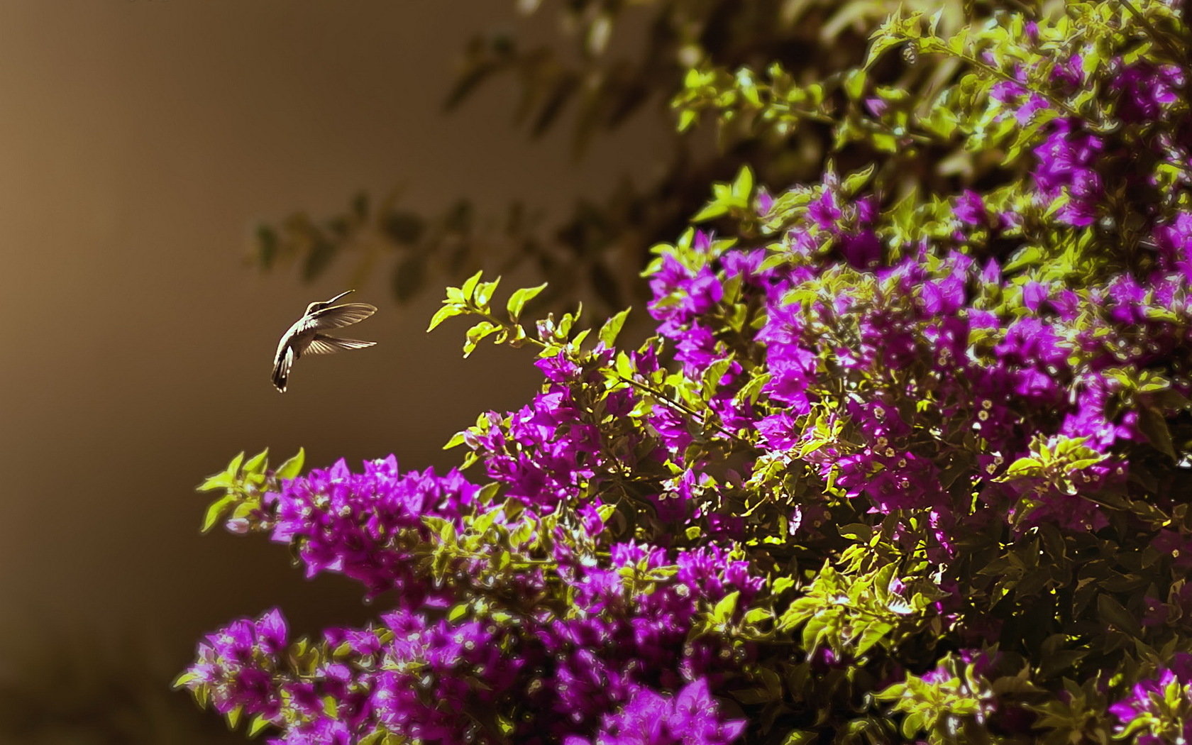 Awesome Hummingbird free wallpaper ID:215787 for hd 1680x1050 computer