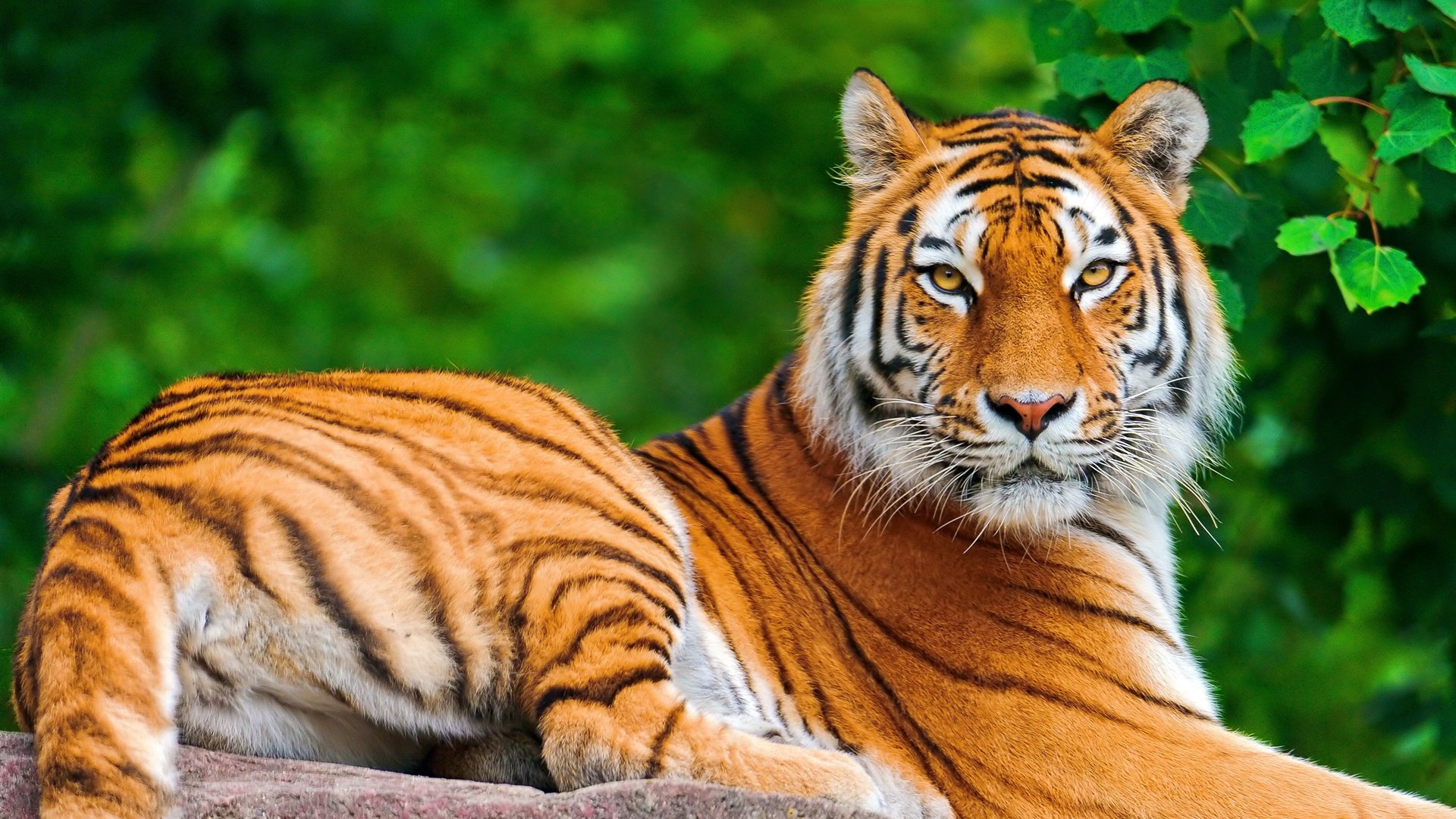 Awesome Tiger free background ID:115658 for hd 1920x1080 desktop