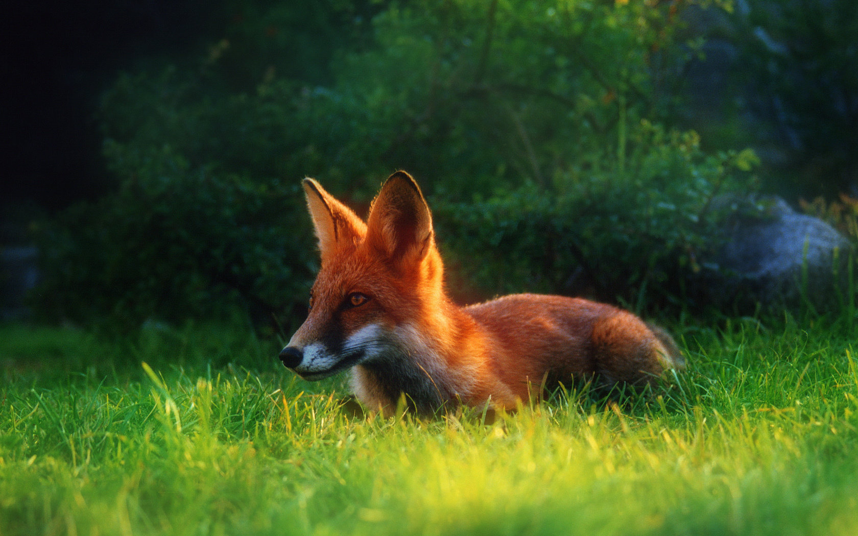 Awesome Fox free wallpaper ID:58882 for hd 1680x1050 PC