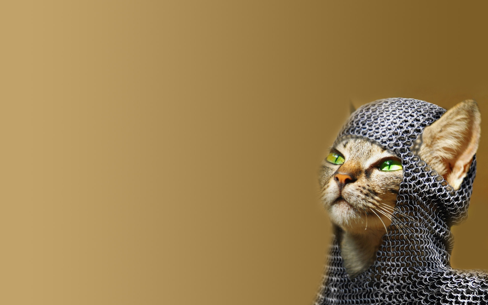 High resolution Funny cat hd 1920x1200 wallpaper ID:373415 for computer