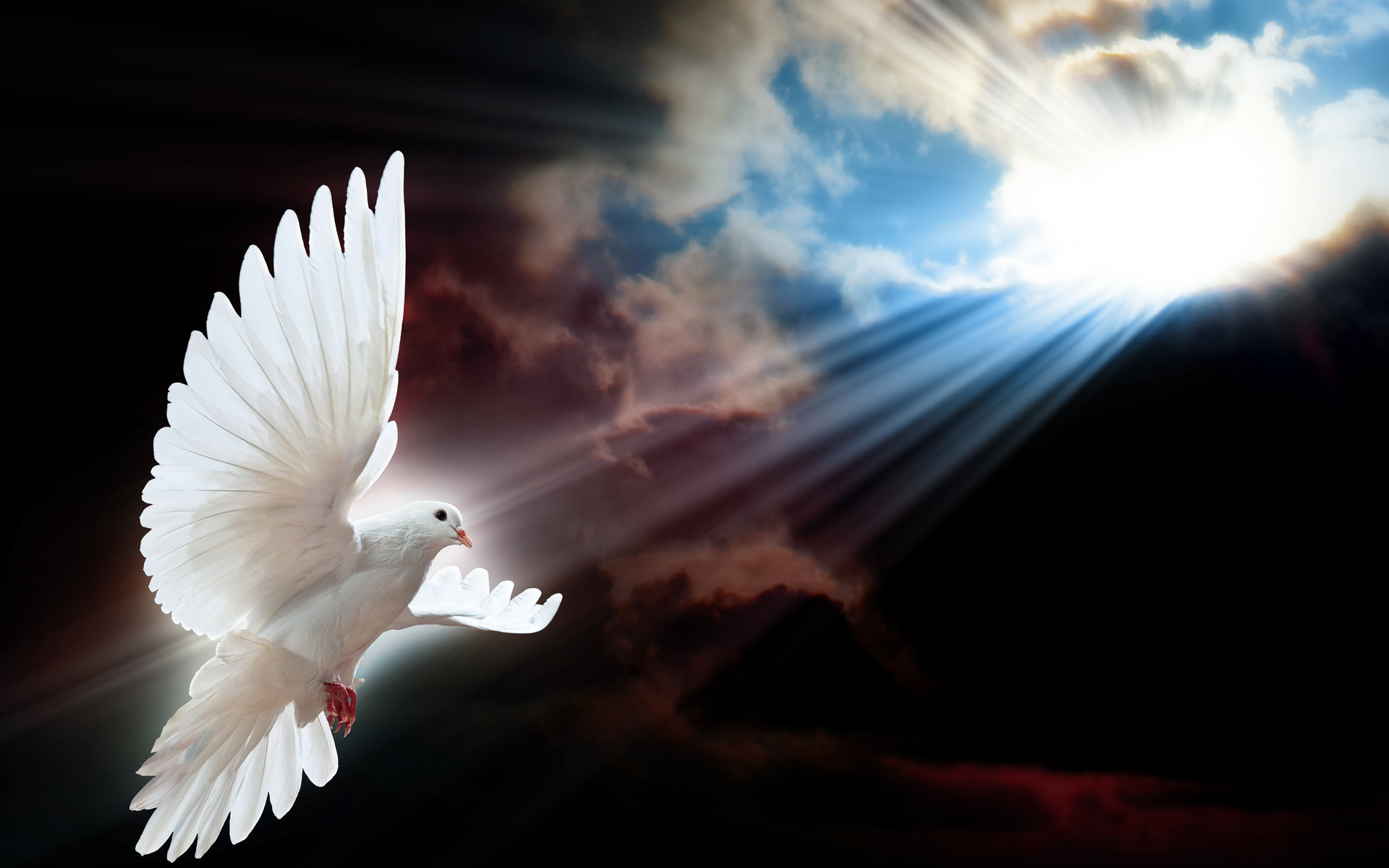 Awesome Dove free background ID:357302 for hd 1920x1200 desktop