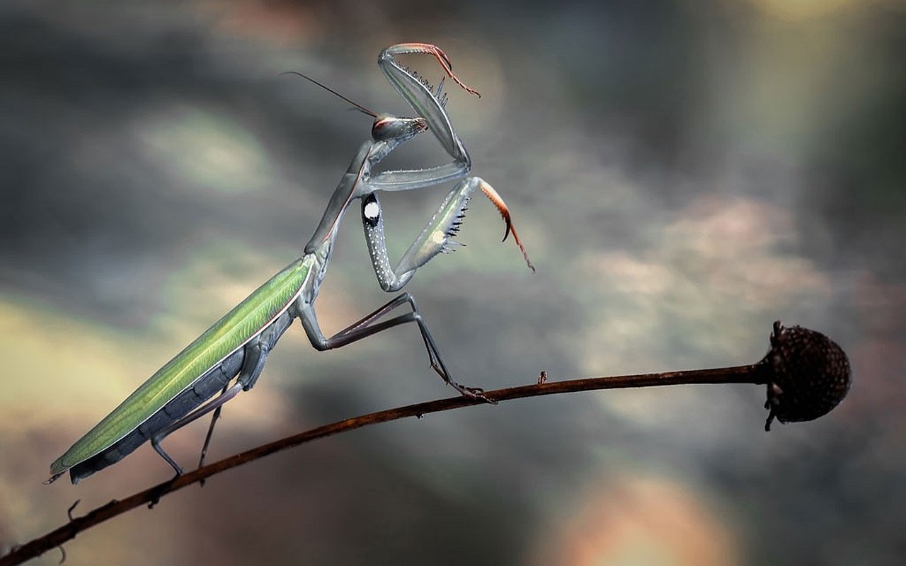Awesome Praying Mantis free wallpaper ID:156418 for hd 1280x800 computer