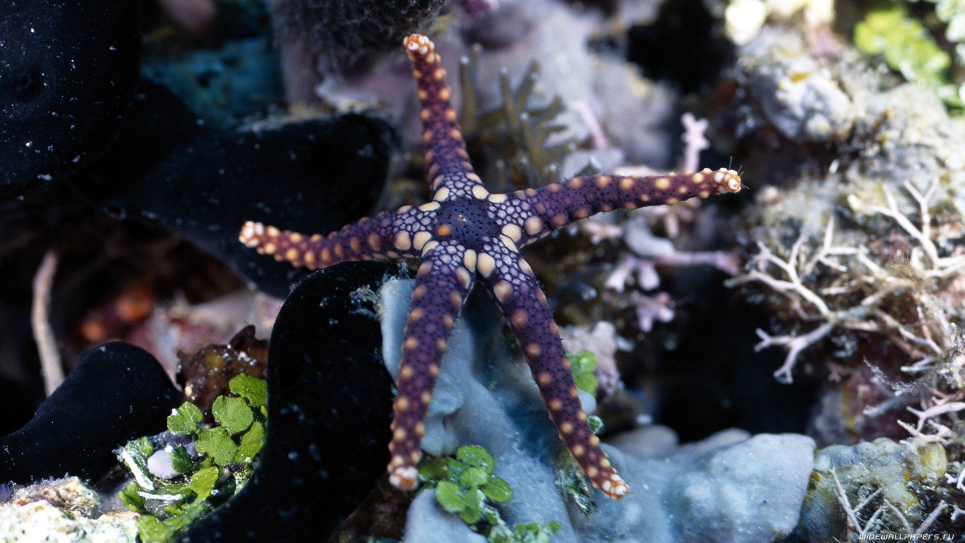 Awesome Starfish free background ID:29700 for 1080p PC