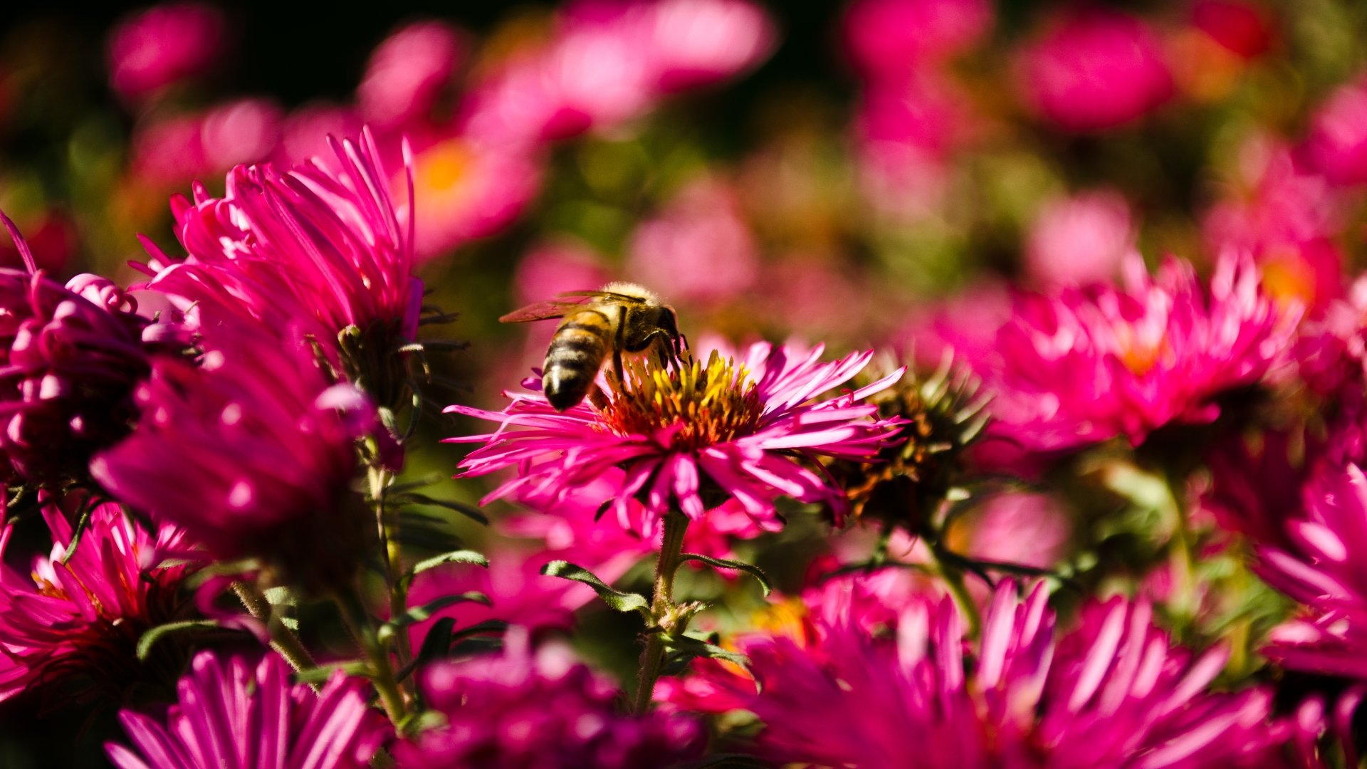 Free Bee high quality background ID:460749 for hd 1080p desktop