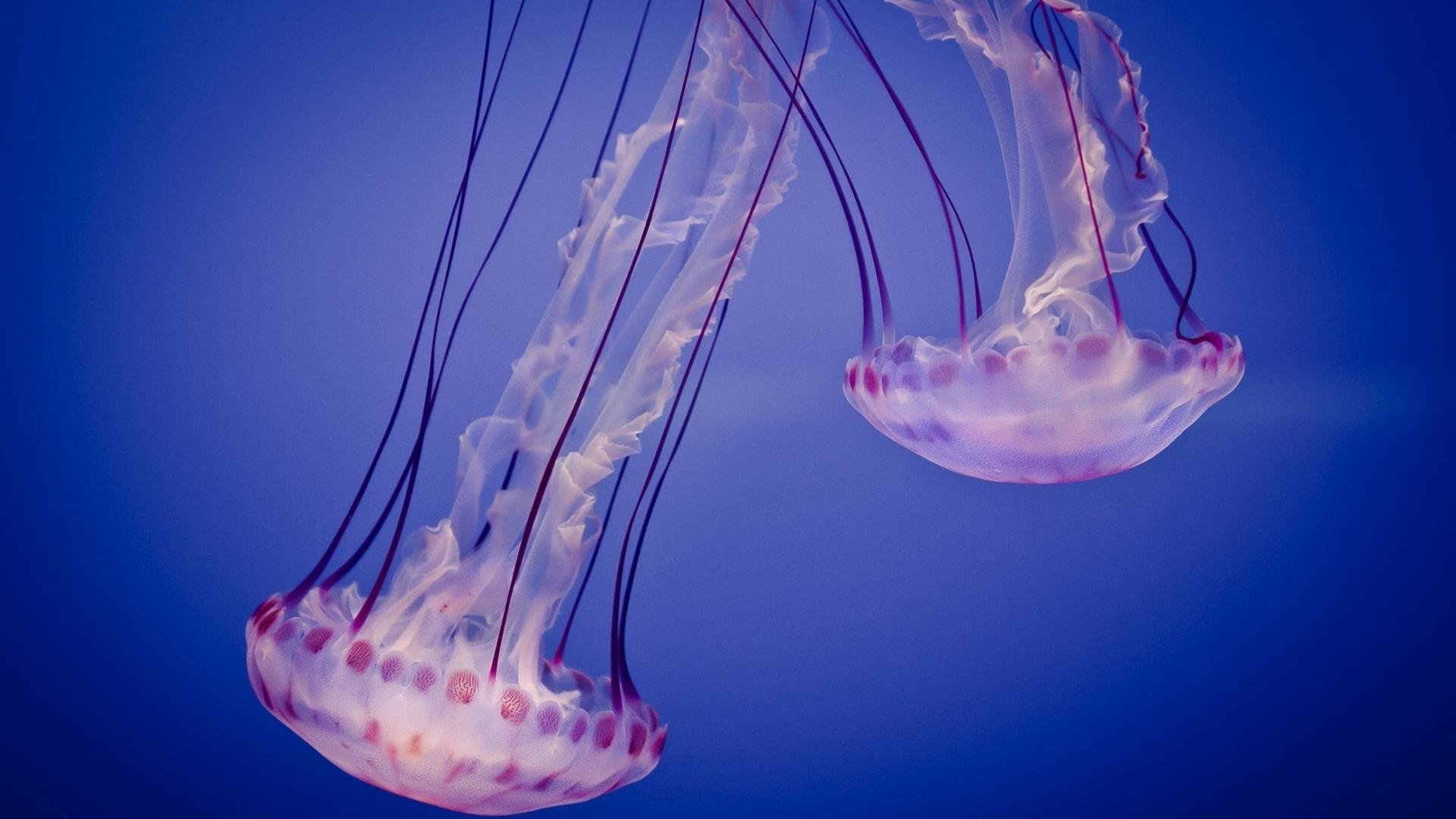 Awesome Jellyfish free background ID:199742 for 1080p PC