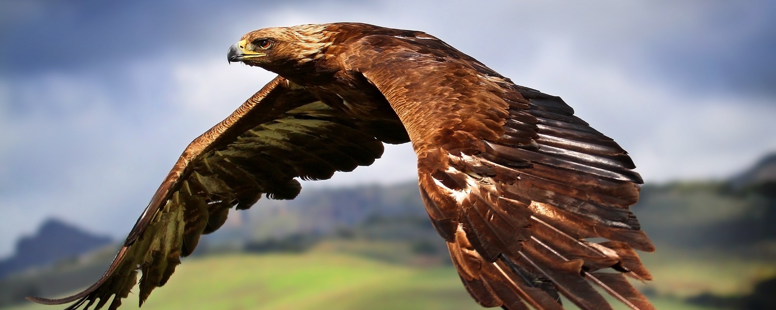 Free Eagle high quality background ID:231230 for dual monitor 2569x1024 computer