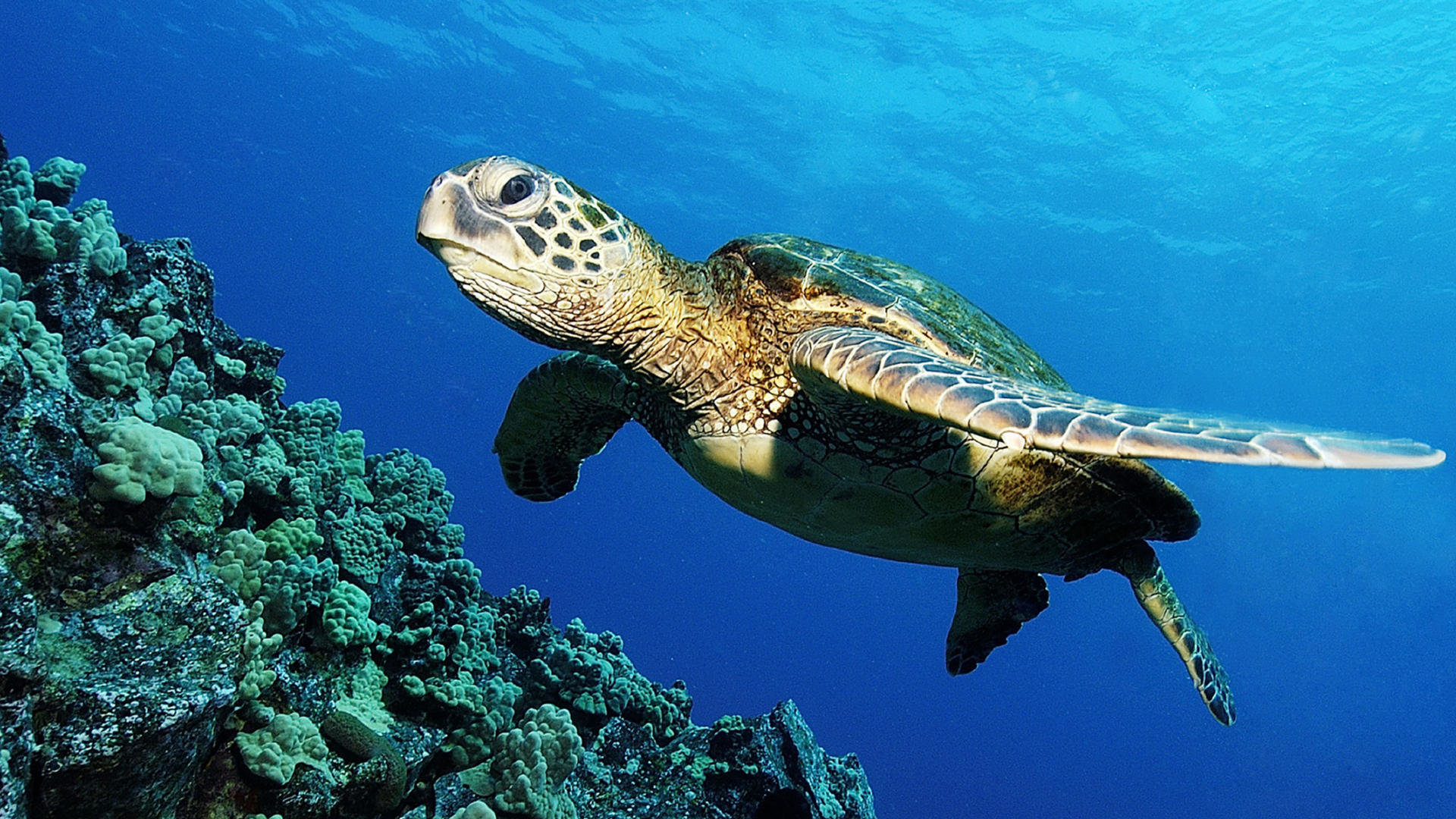 Free Turtle high quality background ID:29798 for full hd 1080p computer