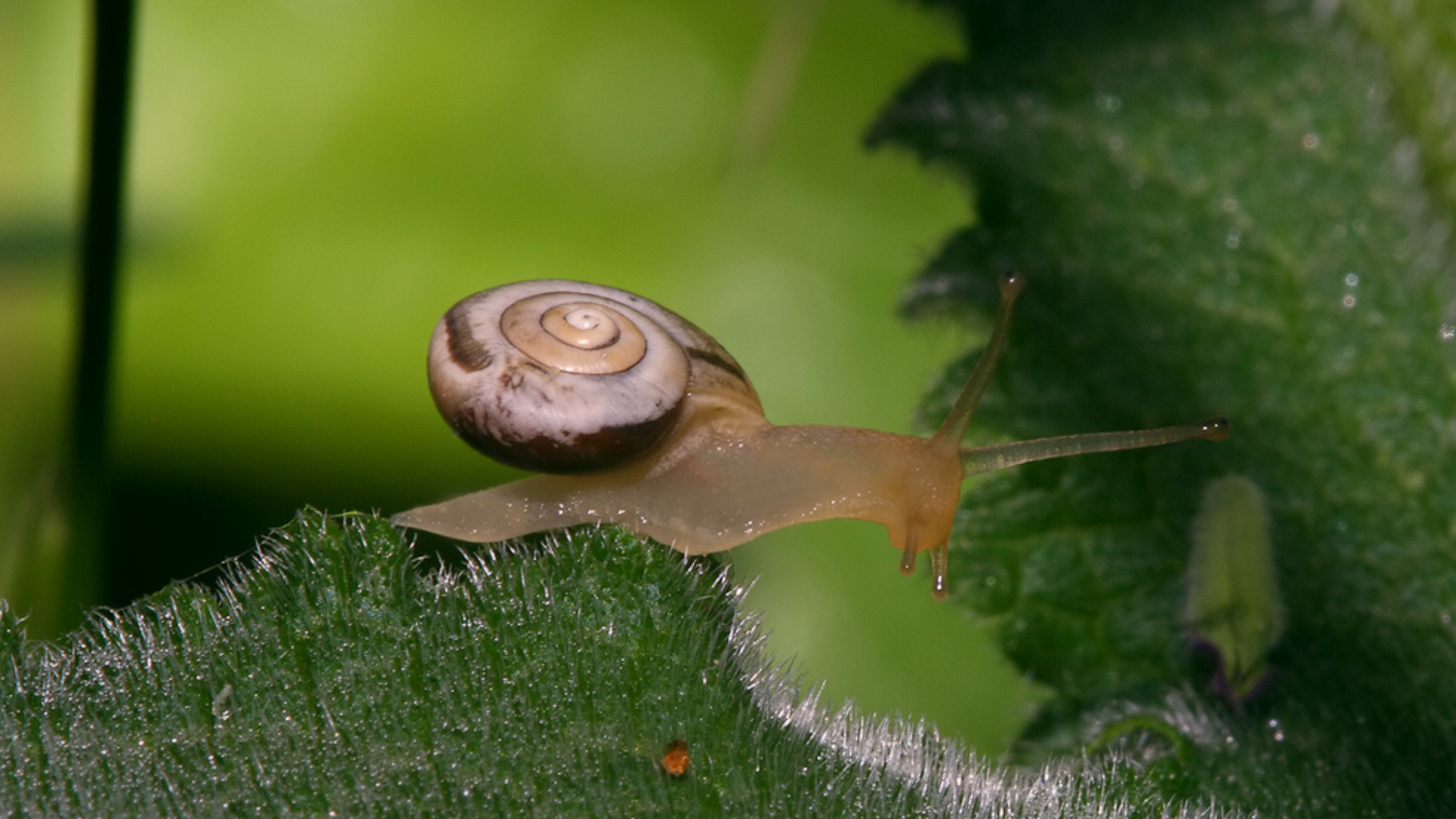 Free download Snail wallpaper ID:198812 full hd for PC