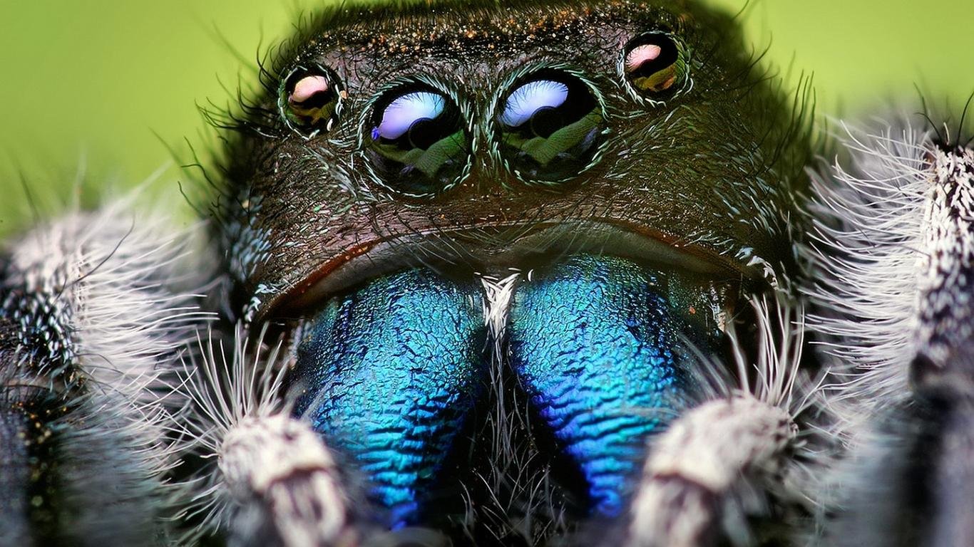 Best Spider background ID:22134 for High Resolution hd 1366x768 PC