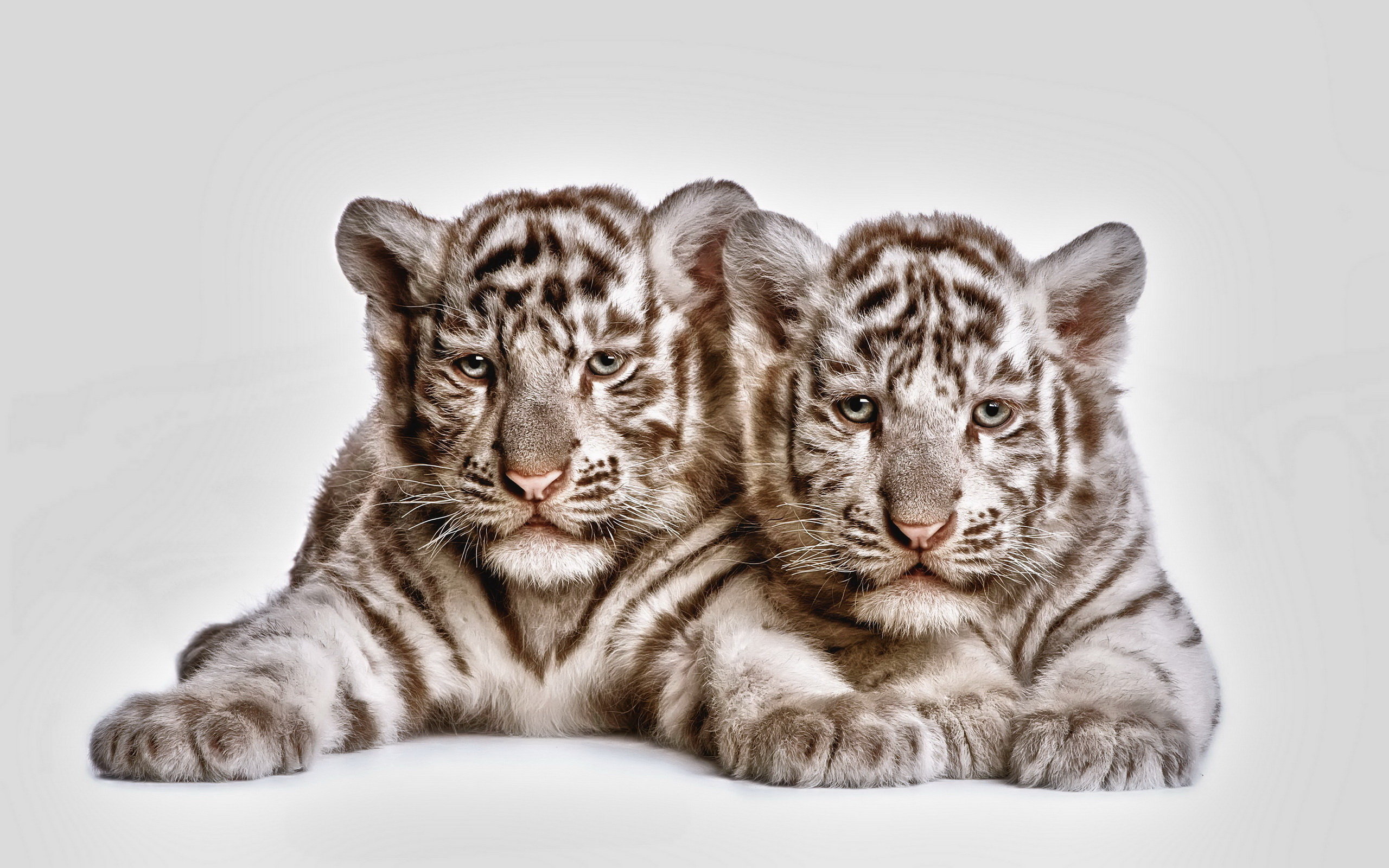 Best Baby Animal (cub) wallpaper ID:174841 for High Resolution hd 2560x1600 desktop