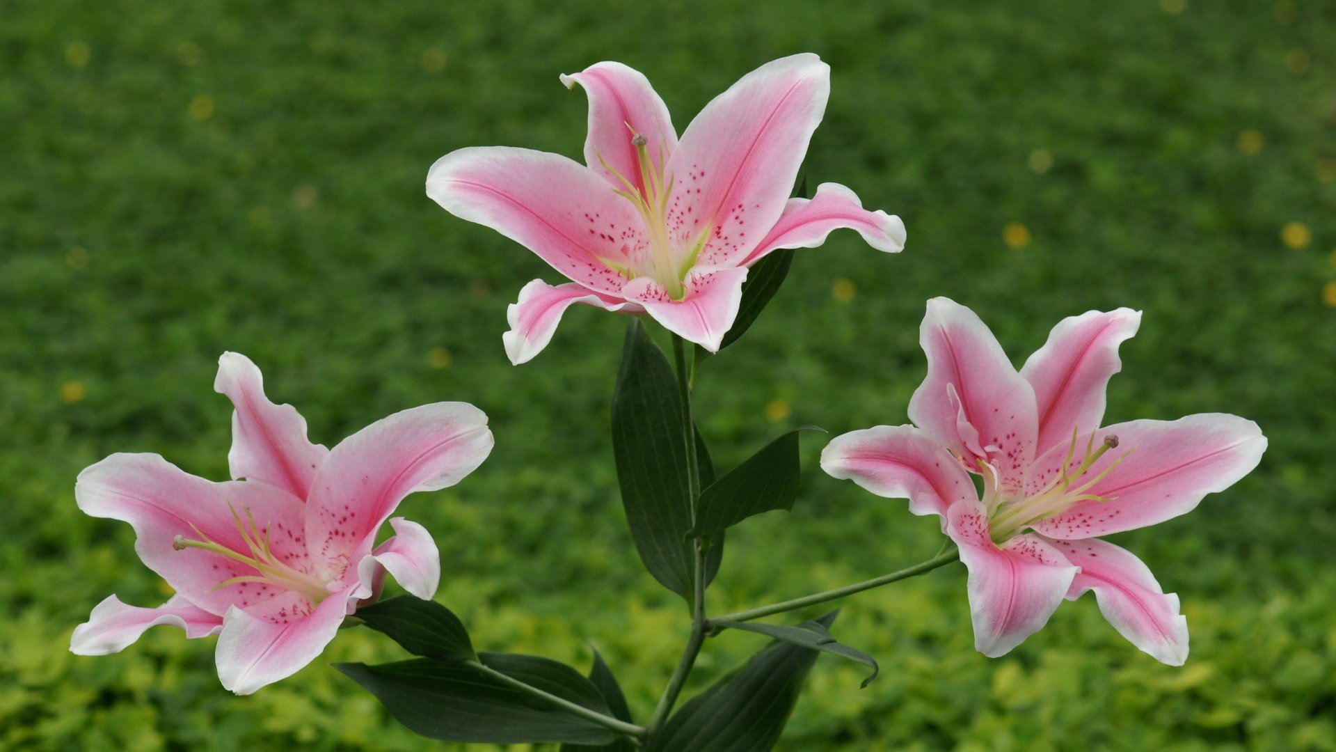Awesome Lily free wallpaper ID:132117 for hd 1920x1080 computer