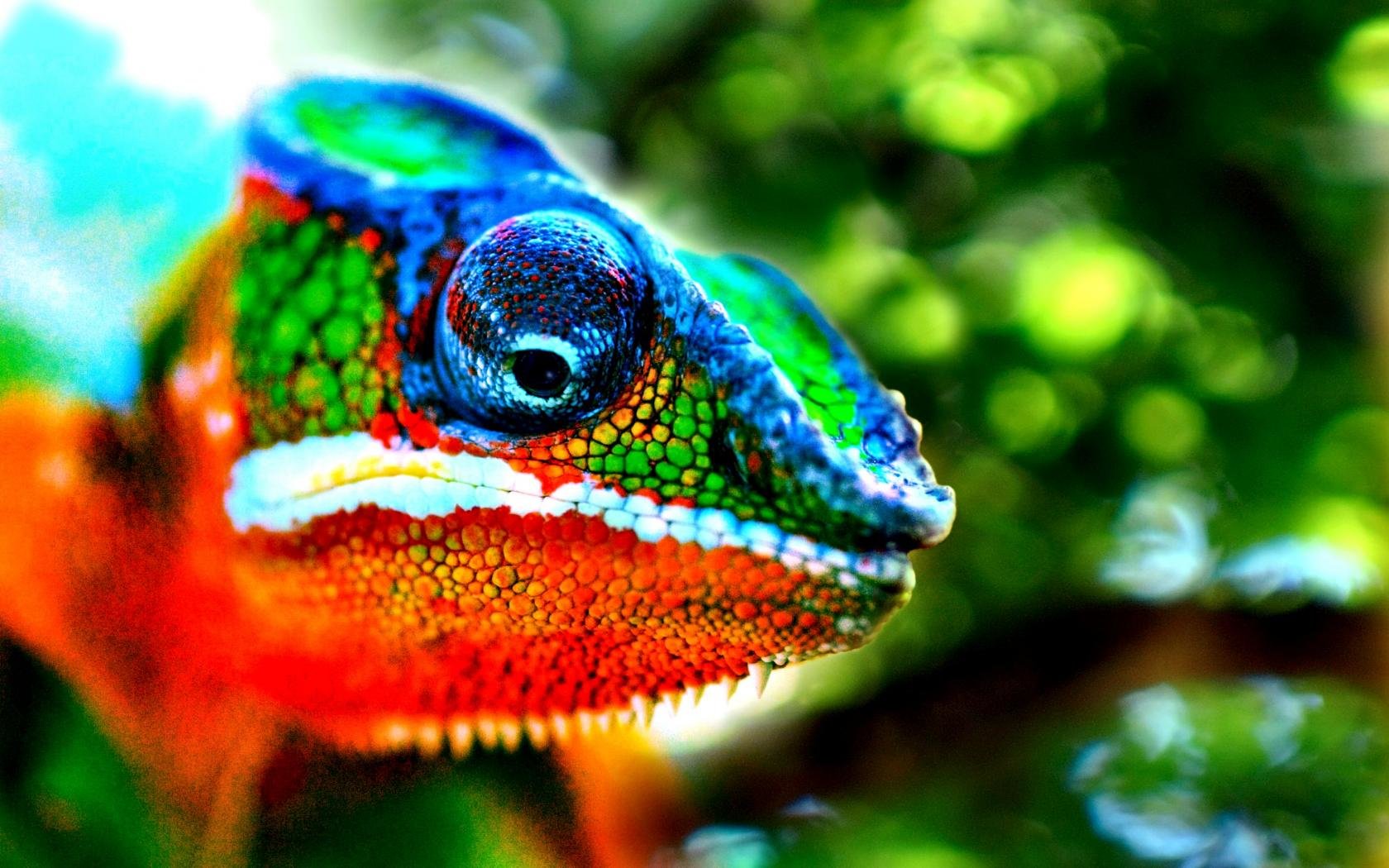 Download hd 1680x1050 Chameleon PC background ID:462615 for free